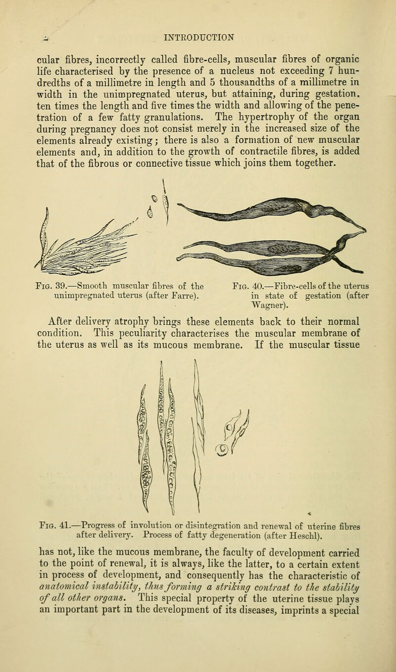 cular fibres, incorrectly called fibre-cells, muscular fibres of organic life characterised by the presence of a nucleus not exceeding 7 hun- dredths of a millimetre in length and 5 thousandths of a millimetre in width in the unimpregnated uterus, but attaining, during gestation, ten times the length and five times the width and allowing of the pene- tration of a few fatty granulations. The hypertrophy of the organ during pregnancy does not consist merely in the increased size of the elements already existing; there is also a formation of new muscular elements and, in addition to the growth of contractile fibres, is added that of the fibrous or connective tissue which joins them together. Fig. 39.—Smooth muscular fibres of tlie Tinimpregnated uterus (after Farre). Fig. 40.—Fibre-cells of the utenis in state of gestation (after Wagner). After delivery atrophy brings these elements back to their normal condition. This peculiarity characterises the muscular membrane of the uterus as well as its mucous membrane. If the muscular tissue Fig. 41.—Progress of involution or disintegration and rene-R-al of uterine fibres after delivery. Process of fatty degeneration (after Hescbl). has not, like the mucous membrane, the faculty of development carried to the point of renewal, it is always, like the latter, to a certain extent in process of development, and consequently has the characteristic of anatomical instability, this forming a striking contrast to the stability of all other organs. This special property of the uterine tissue plays an important part in the development of its diseases, imprints a special