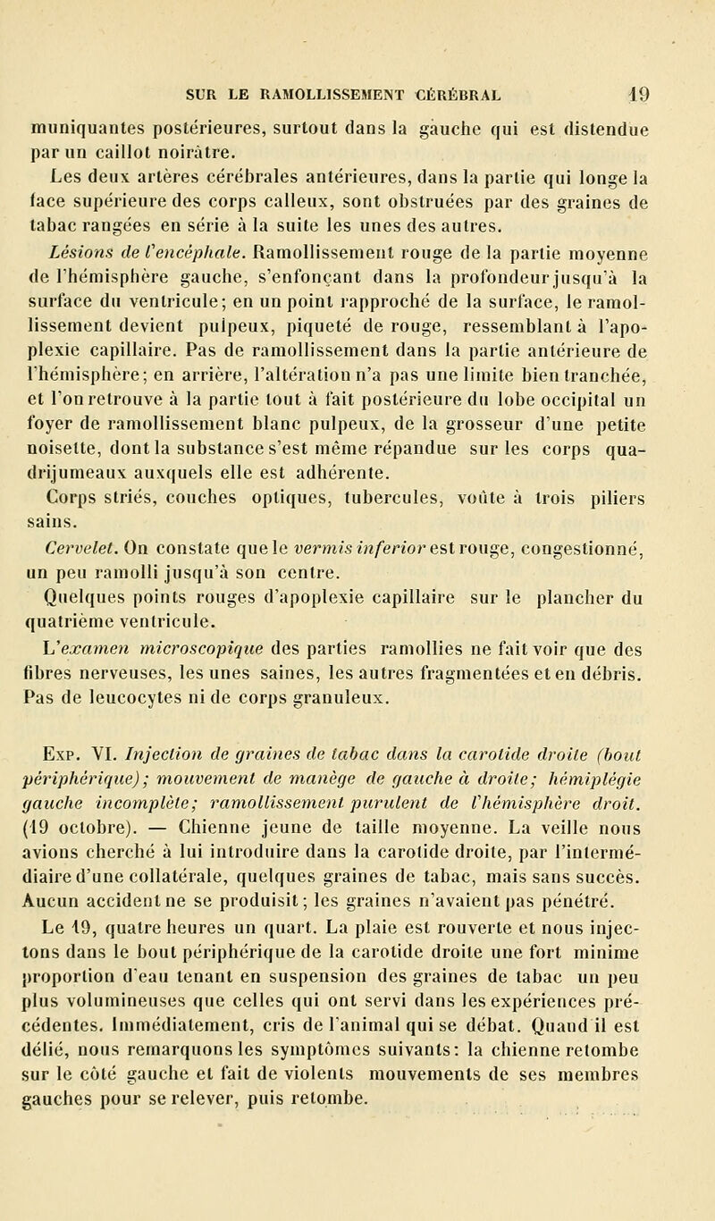 miiniquantes postérieures, surtout dans la gauche qui est distendue par un caillot noirâtre. Les deux artères cérébrales antérieures, dans la partie qui longe la (ace supérieure des corps calleux, sont obstruées par des graines de tabac rangées en série à la suite les unes des autres. Lésions de Cencéphale. Ramollissement rouge de la partie moyenne de l'hémisphère gauche, s'enfonçant dans la profondeur jusqu'à la surface du ventricule; en un point rapproché de la surface, le ramol- lissement devient pulpeux, piqueté de rouge, ressemblant à l'apo- plexie capillaire. Pas de ramollissement dans la partie antérieure de l'hémisphère; en arrière, l'altération n'a pas une limite bien tranchée, et l'on retrouve à la partie tout à fait postérieure du lobe occipital un foyer de ramollissement blanc pulpeux, de la grosseur d'une petite noisette, dont la substance s'est même répandue sur les corps qua- drijumeaux auxquels elle est adhérente. Corps striés, couches optiques, tubercules, voûte à trois piliers sains. Cervelet. On constate que le vermis inferior e%ivo\is,e,, congestionné, un peu ramolli jusqu'à son centre. Quelques points rouges d'apoplexie capillaire sur le plancher du quatrième ventricule. U'exanien microscopique des parties ramollies ne fait voir que des fibres nerveuses, les unes saines, les autres fragmentées et en débris. Pas de leucocytes ni de corps granuleux. Exp. VI. Injection de graines de tabac dans la carotide droite (bout périphérique); mouvement de manège de gauche à droite; hémiplégie gauche incomplète; ramollissement purulent de Vhémisphère droit. (19 octobre). — Chienne jeune de taille moyenne. La veille nous avions cherché à lui introduire dans la carotide droite, par l'intermé- diaire d'une collatérale, quelques graines de tabac, mais sans succès. Aucun accident ne se produisit; les graines n'avaient pas pénétré. Le 19, quatre heures un quart. La plaie est rouverte et nous injec- tons dans le bout périphérique de la carotide droite une fort minime proportion d'eau tenant en suspension des graines de tabac un peu plus volumineuses que celles qui ont servi dans les expériences pré- cédentes. Immédiatement, cris de l'animal qui se débat. Quand il est délié, nous remarquons les symptômes suivants: la chienne retombe sur le côté gauche et fait de violents mouvements de ses membres gauches pour se relevei-, puis retombe.
