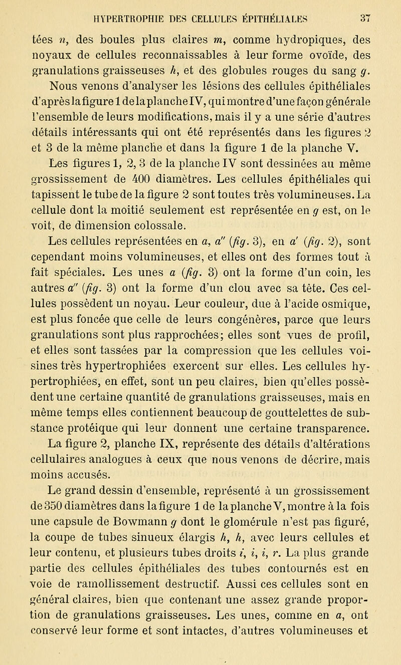 tées n, des boules plus claires m, comme hydropiques, des noyaux de cellules reconnaissables à leur forme ovoïde, des granulations graisseuses h, et des globules rouges du sang g. Nous venons d'analyser les lésions des cellules épithéliales d'après lafigure 1 delaplanche IV, qui montre d'une façon générale l'ensemble de leurs modifications, mais il y a une série d'autres détails intéressants qui ont été représentés dans les figures 2 et 3 de la même planche et dans la figure 1 de la planche V. Les figures 1, 2, 3 de la planche IV sont dessinées au même grossissement de 400 diamètres. Les cellules épithéliales qui tapissent le tube de la figure 2 sont toutes très volumineuses. La cellule dont la moitié seulement est représentée en g est, on le voit, de dimension colossale. Les cellules représentées en a, a (fig. 3), en a' (fig. 2), sont cependant moins volumineuses, et elles ont des formes tout à fait spéciales. Les unes a (fig. 3) ont la forme d'un coin, les autres a!' [fig. 3) ont la forme d'un clou avec sa tête. Ces cel- lules possèdent un noyau. Leur couleur, due à l'acide osmique, est plus foncée que celle de leurs congénères, parce que leurs granulations sont plus rapprochées; elles sont vues de profil, et elles sont tassées par la compression que les cellules voi- sines très hypertrophiées exercent sur elles. Les cellules hy- pertrophiées, en effet, sont un peu claires, bien qu'elles possè- dent une certaine quantité de granulations graisseuses, mais en même temps elles contiennent beaucoup de gouttelettes de sub- stance protéique qui leur donnent une certaine transparence. La figure 2, planche IX, représente des détails d'altérations cellulaires analogues à ceux que nous venons de décrire, mais moins accusés. Le grand dessin d'ensemble, représenté à un grossissement de 350 diamètres dans lafigure 1 de la planche V, montre à la fois une capsule de Bowmann g dont le glomérule n'est pas figuré, la coupe de tubes sinueux élargis h, h, avec leurs cellules et leur contenu, et plusieurs tubes droits i, i, i, r. La plus grande partie des cellules épithéliales des tubes contournés est en voie de ramollissement destructif. Aussi ces cellules sont en général claires, bien que contenant une assez grande propor- tion de granulations graisseuses. Les unes, comme en a, ont conservé leur forme et sont intactes, d'autres volumineuses et