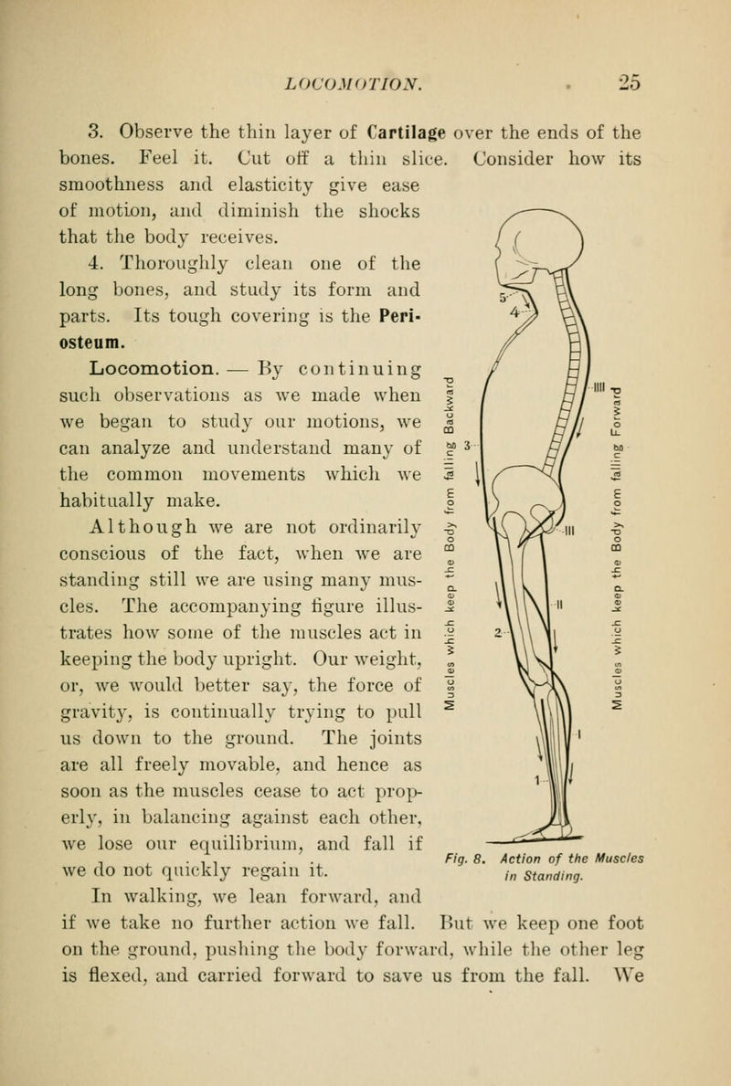 3. Observe the thin layer of Cartilage over the ends of the bones. Feel it. Cut off a thin slice. Consider how its smoothness and elasticity give ease of motion, and diminish the shocks that the body receives. 4. Thoroughly clean one of the long bones, and study its form and parts. Its tough covering is the Peri- osteum. Locomotion. — By continuing such observations as we made when we began to study our motions, we can analyze and understand many of the common movements which we habitually make. Although we are not ordinarily conscious of the fact, when we are standing still we are using many mus- cles. The accompanying figure illus- trates how some of the muscles act in keeping the body upright. Our weight. or, we would better say, the force of gravity, is continually trying to pull us down to the ground. The joints are all freely movable, and hence as soon as the muscles cease to act prop- erly, in balancing against each other, we lose our equilibrium, and fall if we do not quickly regain it. In walking, we lean forward, and if we take no further action we fall, on the ground, pushing the body forward, while the other leg is flexed, and carried forward to save us from the fall. We Fig. 8. Action of the Muscles in Standing. But we keep one foot