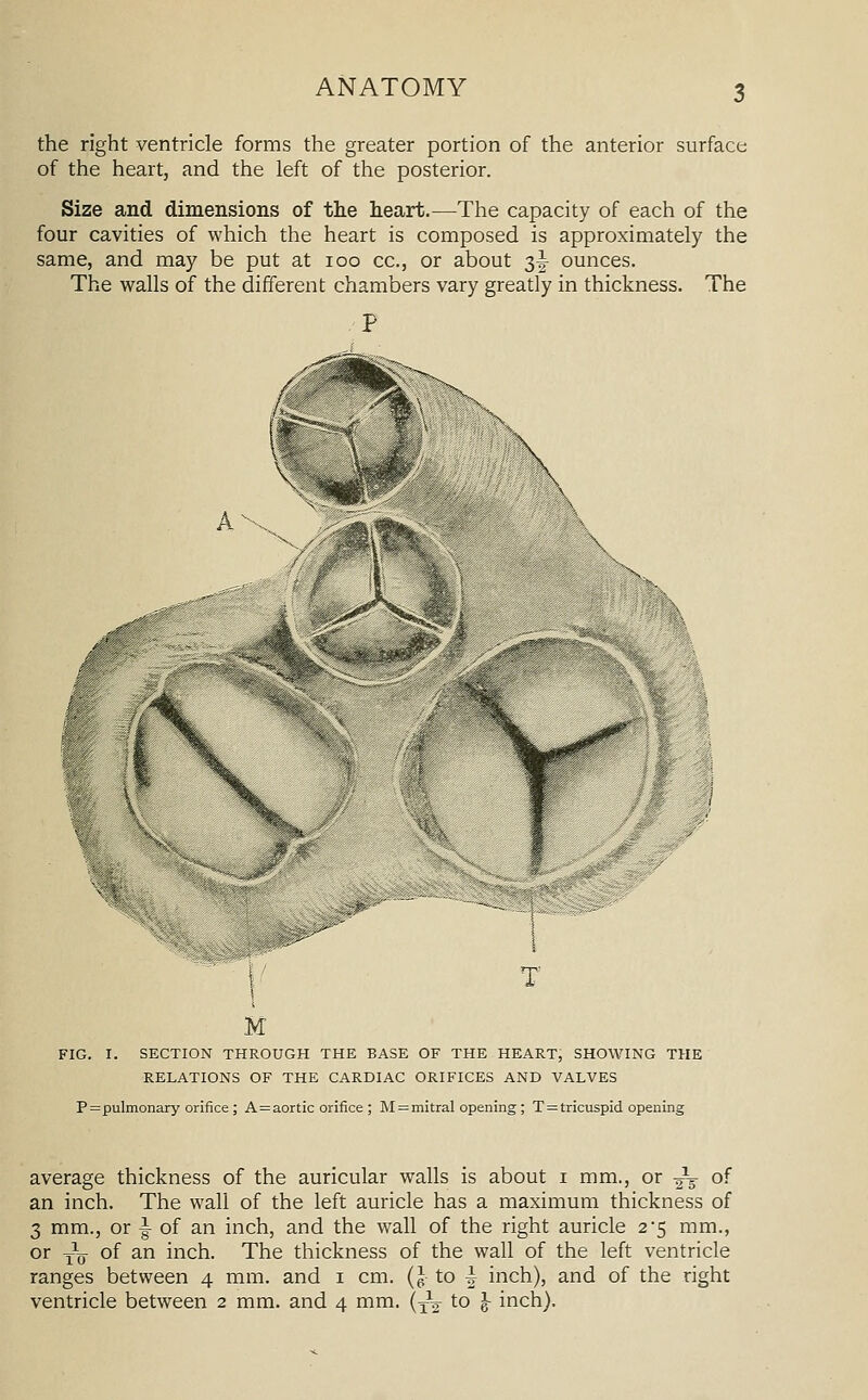 the right ventricle forms the greater portion of the anterior surface of the heart, and the left of the posterior. Size and dimensions of tlie heart.—The capacity of each of the four cavities of which the heart is composed is approximately the same, and may be put at loo cc, or about 3I- ounces. The walls of the different chambers vary greatly in thickness. The '/ /-■A T M IG. I. SECTION THROUGH THE EASE OF THE HEART, SHOWING THE RELATIONS OF THE CARDIAC ORIFICES AND VALVES P=pulmonary orifice; A=aortic orifice ; M = mitral opening ; T = tricuspid opening average thickness of the auricular walls is about i mm., or J^ of an inch. The wall of the left auricle has a maximum thickness of 3 mm., or \ of an inch, and the wall of the right auricle 2*5 mm., or y\j- of an inch. The thickness of the wall of the left ventricle ranges between 4 mm. and i cm. (p to h, inch), and of the right ventricle between 2 mm. and 4 mm. \~^ to \ inch).