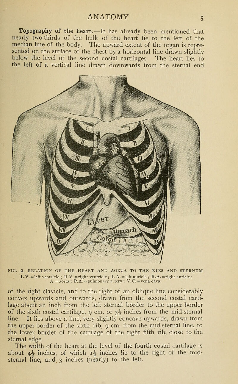 Topography of the heart.—It has already been mentioned that nearly two-thirds of the bulk of the heart lie to the left of the median line of the body. The upward extent of the organ is repre- sented on the surface of the chest by a horizontal line drawn slightly below the level of the second costal cartilages. The heart hes to the left of a vertical line drawn downwards from the sternal end FIG. 2, RELATION OF THE HEART AND AORTA TO THE RIBS AND STERNUM L.V. = left ventricle ; R.V.=right ventricle; L.A. = left auricle ; R.A. = right auricle ; A.=aorta; P.A. = pulmonary artery ; V. C. = vena cava. of the right clavicle, and to the right of an oblique line considerably convex upwards and outwards, drawn from the second costal carti- lage about an inch from the left sternal border to the upper border of the sixth costal cartilage, 9 cm. or 3^^ inches from the mid-sternal line. It lies above a line, very slightly concave upwards, drawn from the upper border of the sixth rib, 9 cm. from the mid-sternal line, to the lower border of the cartilage of the right fifth rib, close to the sternal edge. The width of the heart at the level of the fourth costal cartilage is about 4^ inches, of which i|- inches lie to the right of the mid- sternal line, and^ 3 inches (nearly) to the left.