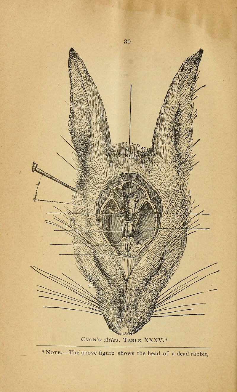 Cyon's Atlas, Table XXXV.* *Note.—The above figure shows the head of a dead rabbit,