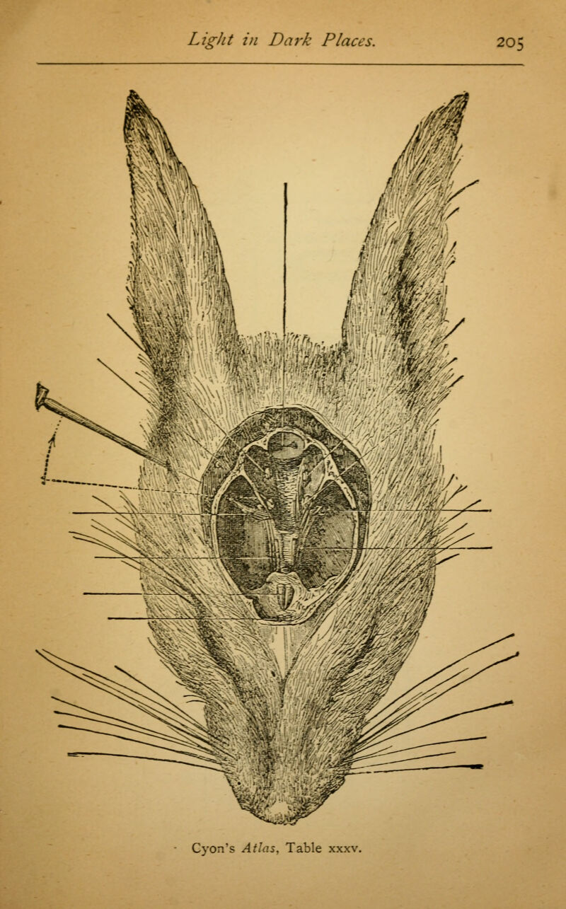 'i'i - ^ tf/ \ 3 % Cyon's Atlas, Table xxxv.