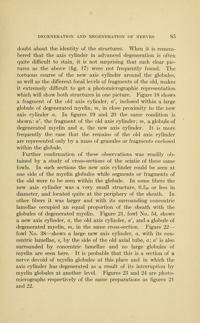 doubt about the identity of the structures. When it is remem- bered that the axis cyhnder in advanced degeneration is often quite difficult to stain, it is not surprising that such clear pic- tures as the above (fig. 17) were not frequently found. The tortuous course of the new axis cylinder around the globules, as well as the different focal levels of fragments of the old, makes it extremely difficult to get a photomicrographic representation which will show both structures in one picture. Figure 18 shows a fragment of the old axis cylinder, a', inclosed within a large globule of degenerated myelin, m, in close proximity to the new axis cylinder a. In figures 19 and 20 the same condition is shown: a', the fragment of the old axis cylinder; m, a globule of degenerated myelin and a, the new axis cyhnder. It is more frequently the case that the remains of the old axis cylinder are represented only by a mass of granules or fragments enclosed within the globule. Further confirmation of these observations was readily ob- tained by a study of cross-sections of the sciatic of these same fowls. In such sections the new axis cylinder could be seen at one side of the myelin globules while segments or fragments of the old were to be seen within the globule. In some fibers the new axis cylinder was a very small structure, 0.5ai or less in diameter, and located quite at the periphery of the sheath. In other fibers it was larger and with its surrounding concentric lamellae occupied an equal proportion of the sheath with the globules of degenerated myelin. Figure 21, fowl No. 54, shows a new axis cylinder, a, the old axis cylinder, a', and a globule of degenerated myehn, m, in the same cross-section. Figure 22— fowl No. 38—shows a large new axis cyhnder, a, with its con- centric lamellae, s, by the side of the old axial tube, a; a' \s, also surrounded by concentric lamellae and no large globules of myelin are seen here. It is probable that this is a section of a nerve devoid of myelin globules at this place and in which the axis cylinder has degenerated as a result of its interruption by myelin globules at another level. Figures 23 and 24 are photo- micrographs respectively of the same preparations as figures 21 and 22.