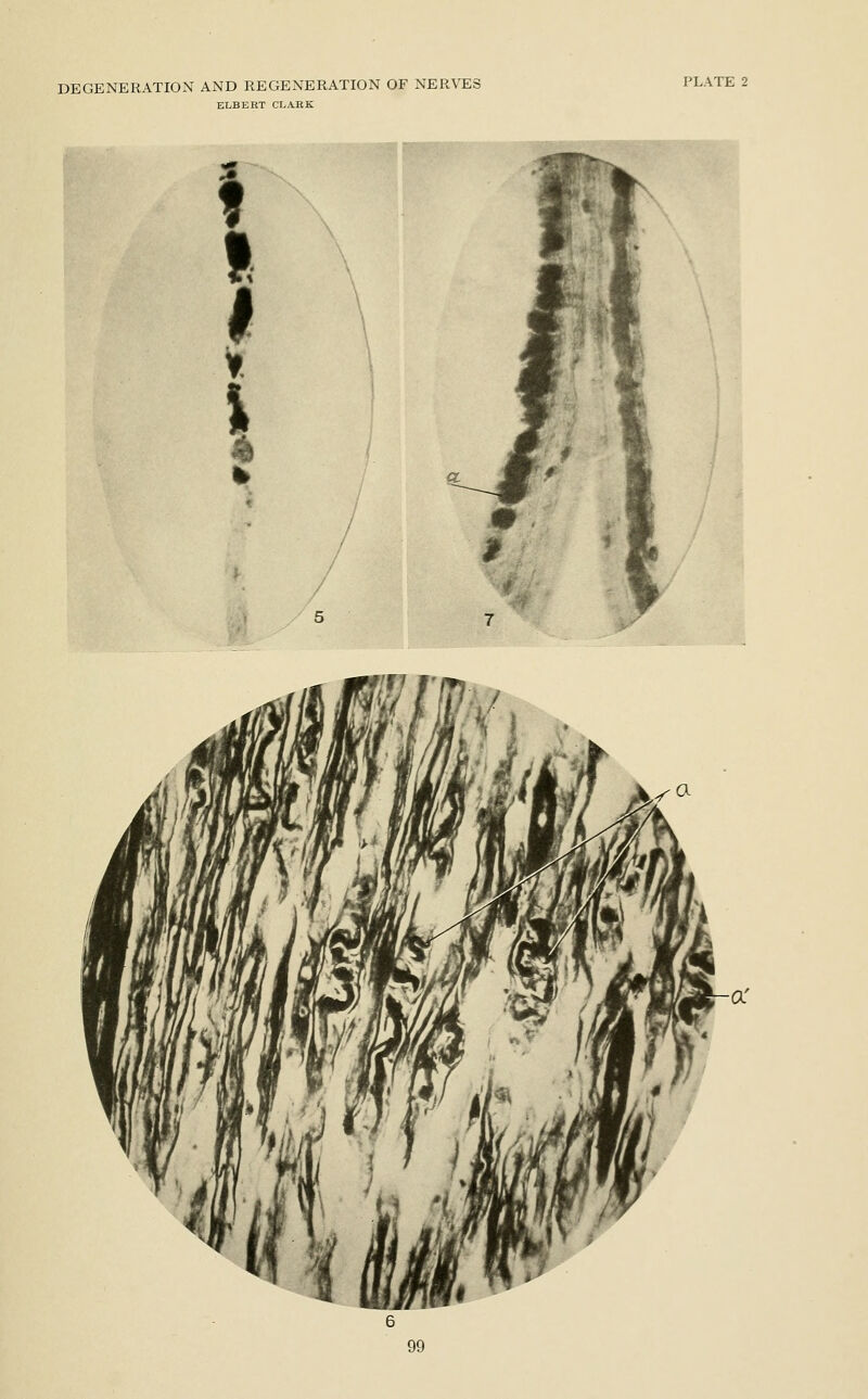 ELBERT CLARK PLATE 2 :5 ,.«-T~^ f l ' i 1 Si 1 1 it \ 1 Ft \ 1 # 1