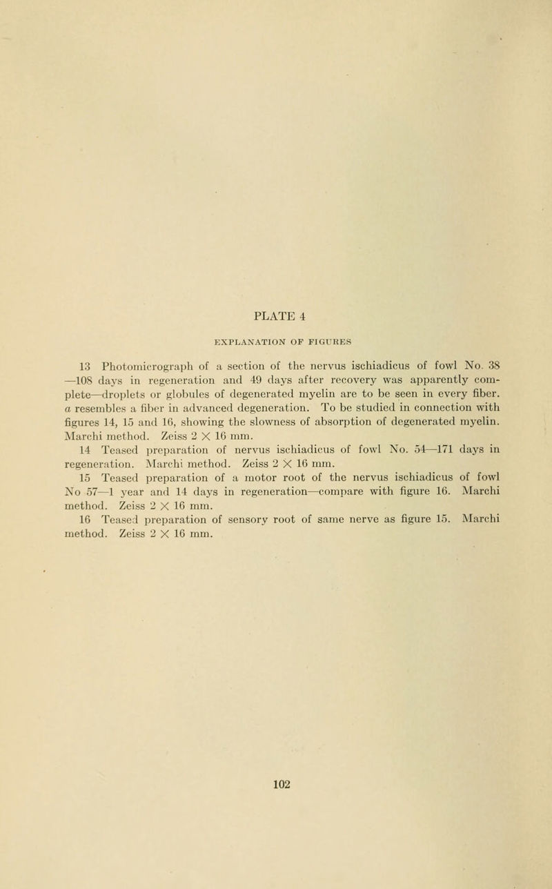 EXPLANATION OF FIGURES 13 Photoinicrograijh of a section of the nervus ischiadicus of fowl No. 38 —108 days in regeneration and 49 days after recovery was apparently com- plete—droplets or globules of degenerated myelin are to be seen in every fiber. a resembles a fiber in advanced degeneration. To be studied in connection with figures 14, 15 antl 16, showing the slowness of absorption of degenerated myelin. Marchi method. Zeiss 2 X 16 mm. 14 Teased preparation of nervus ischiadicus of fowl No. 54—171 days in regeneration. Marchi method. Zeiss 2 X 16 mm. 15 Teased preparation of a motor root of the nervus ischiadicus of fowl No 57—1 year and 14 days in regeneration—compare with figure 16. Marchi method. Zeiss 2 X 16 mm. 16 Teased preparation of sensory root of same nerve as figure 15. Marchi method. Zeiss 2 X 16 mm.