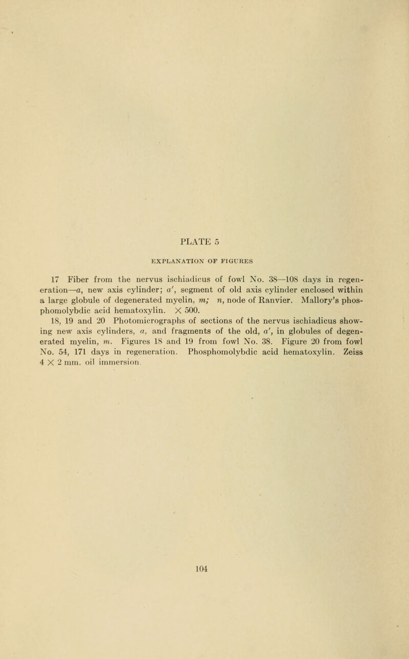 EXPLANATION OF FIGURES 17 Fiber from the nervus ischiadicus of fowl No. 38—108 days in regen- eration—a, new axis cylinder; a', segment of old axis cylinder enclosed within a large globule of degenerated myelin, m; n, node of Ranvier. Mallory's phos- phomolybdic acid hematoxylin. X 500. 18, 19 and 20 Photomicrographs of sections of the nervus ischiadicus show- ing new axis cylinders, n, and fragments of the old, a', in globules of degen- erated myelin, m. Figures 18 and 19 from fowl No. 38. Figure 20 from fowl No. 54, 171 days in regeneration. Phosphomolybdic acid hematoxylin. Zeiss 4X2 mm. oil immersion.
