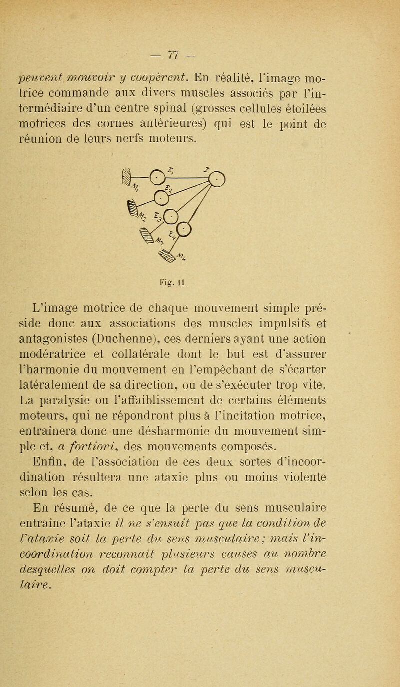 peuvent mouvoir y coopèrent. En réalité, Timage mo- trice commande aux divers muscles associés par l'in- termédiaire d'un centre spinal (grosses cellules étoilées motrices des cornes antérieures) qui est le point de réunion de leurs nerfs moteurs. t-o^ FJg. li L'image motrice de chaque mouvement simple pré- side donc aux associations des muscles impulsifs et antagonistes (Duchenne), ces derniers ayant une action modératrice et collatérale dont le but est d'assurer l'harmonie du mouvement en l'empêchant de s'écarter latéralement de sa direction, ou de s'exécuter trop vite. La paralysie ou l'affaiblissement de certains éléments moteurs, qui ne répondront plus à l'incitation motrice, entraînera donc une désharmonie du mouvement sim- ple et, a fortiori., des mouvements composés. Enfin, de l'association de ces deux sortes d'incoor- dination résultera une ataxie plus ou moins violente selon les cas. En résumé, de ce que la perte du sens musculaire entraîne l'ataxie il ne s'ensuit pas que la condition de Vataxie soit la perte du sens musculaire ; mais l'in- coordination reconnaît plusieurs causes au nom,bre desquelles on doit com^pter la perte du sens muscu- laire.