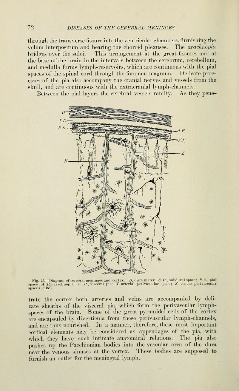 through the transverse fissure into the ventricular chambers, furnishing the velum interpositum and bearing the choroid plexuses. The arachnopia bridges over the sulci. This arrangement at the great fissures and at the base of the brain in the intervals between the cerebrum, cerebellum, and medulla forms lymph-reservoirs, which are continuous with the pial spaces of the spinal cord through the foramen magnum. Delicate proc- esses of the pia also accompany the cranial nerves and vessels from the skull, and are continuous with the extracranial lymph-channels. Between the pial layers the cerebral vessels ramify. As they pene- Fig. 25.—Diagram of cerebral meninges and cortex. B, dura mater; S. D., subdural space; P. S., pial space; A. P., arachnopia; V. P., visceral pia; A', arterial perivascular space; Z, venous perivascular space (Tuke). trate the cortex both arteries and veins are accompanied by deli- cate sheaths of the visceral pia, which form the perivascular lymph- spaces of the brain. Some of the great pyramidal cells of the cortex are eucapsuled by diverticula from these i)erivascular lymph-channels, and are thus nourished. In a manner, therefore, these most important cortical elements may be considered as appendages of the pia, with which they have such intimate anatomical relations. The pia also pushes up the Pacchionian bodies into the vascular area of the dura near the venous sinuses at the vertex. These bodies are supposed to furnish an outlet for the meningeal lymph.