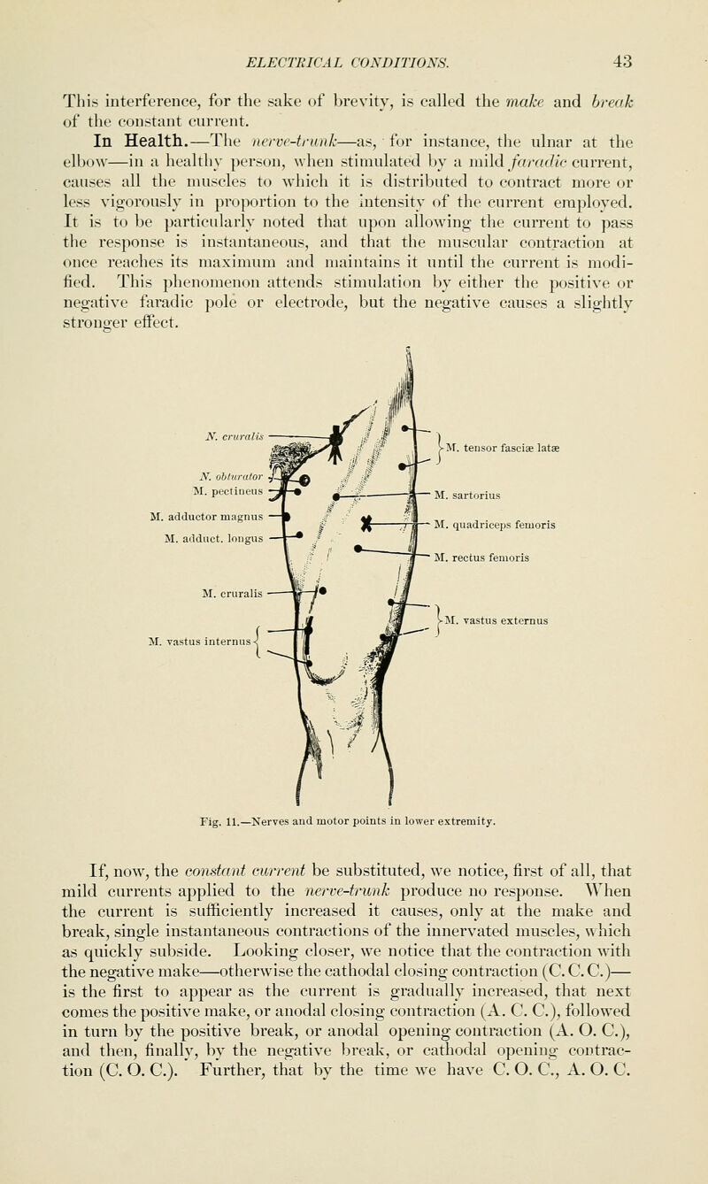 This interference, for the sake of brevity, is called the make and break of the constant current. In Health.—The nerve-trunk—as, fur instance, the ulnar at the elbow—in a healthy person, when stimulated by a mild/cwarfic current, causes all the muscles to which it is distributed to contract more or less vigorously in proportion to the intensity of the current employed. It is to be particularly noted that upon allowing the current to pass the response is instantaneous, and that the muscular contraction at once reaches its maximum and maintains it until the current is modi- fied. This phenomenon attends stimulation by either the positive or negative faradic pole or electrode, but the negative causes a slightly stronsrer elFect. N. obturator M. pectineus M. adductor magnus M. adduct. loiigus M. cruralis M. vastus internus M. tensor faseise latse M. sartorius M. quadriceps femoris M. rectus femoris M. vastus externus Fig. 11.—Nerves and motor points in lower extremity. If, now, the constant current be substituted, we notice, first of all, that mild currents applied to the nerve-trunk produce no response. When the current is sufficiently increased it causes, only at the make and break, single instantaneous contractions of the innervated muscles, which as quickly subside. Looking closer, we notice that the contraction with the negative make—otherwise the cathodal closing contraction (C. C. C.)— is the first to appear as the current is gradually increased, that next comes the positive make, or anodal closing contraction (A. C. C), followed in turn by the positive break, or anodal opening contraction (A. O. C), and then, finally, by the negative break, or cathodal opening contrac- tion (C. O. C). ' Further, that by the time we have C. O. C., A. O. C.