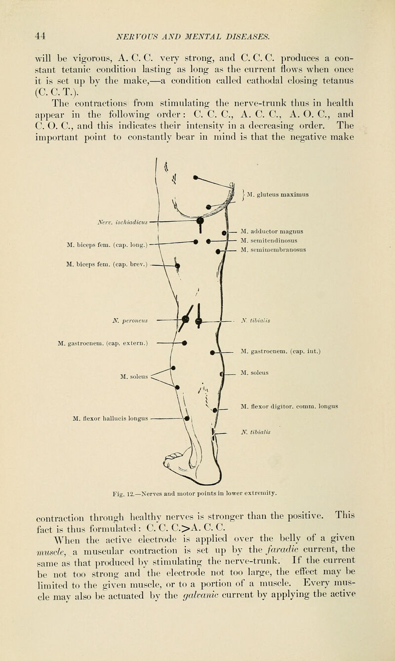 will be vigorous, A. C. C. very strong, aud C, C. C produces a con- stant tetanic condition lasting as long as the current flows when once it is set up by the make,—a condition called cathodal closing tetanus (C. C. T.). The contractions from stimulating the nerve-trunk thus in health appear in the following order : C. C. C, A. C. C, A. O. C, and C O. C, and this indicates their intensity in a decreasing order. The important point to constantly bear in mind is that the negative make Nerv. ischiadicus M. biceps fern. (cap. long.) M. biceps fern. (cap. brev.) N. peroneus M. gastrocnem. (cap. extern.) M. soleus M. flexor hallucis longus jw \ M. gluteus maximus M. adductor magiius M. seraitendinosus M. semimembranosus M. gastrocnem. (cap. int.) M. flexor digitor. comm. longus N. tibialis Fig. 12.—Nerves and motor points in lower extremity. This contraction through healthy nerves is stronger than the positive, fact is thus formulated : C. C. C.>A. C. C. When the active electrode is applied over the belly of a given muscle, a muscular contraction is set up by the faradic current, the same as that produced by stimulating the nerve-trunk. If the current be not too strong and the electrode not too large, the effect may be limited to the given muscle, or to a portion of a muscle. Every mus- cle may also be actuated by the galvanic current by applying the active