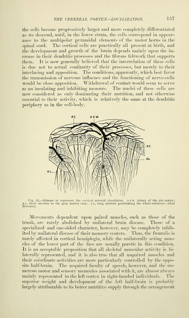 the cells become progressively larger and more completely differentiated as we descend, until, in the lower strata, the cells correspond in appear- ance to the multipolar pyramidal elements of the motor horns in the spinal cord. The cortical cells are practically all present at birth, and the development and growth of the brain depends mainly upon the in- crease in their dendritic processes and the fibrous feltwork that supports them. It is now generally believed that the interrelation of these cells is due not to actual continuity of their processes, but merely to their interlacing and apposition. The conditions, apparently, which best favor the transmission of nervous influence and the functioning of nerve-cells would be close apposition. Withdrawal of contact would seem to serve as an insulating and inhibiting measure. The nuclei of these cells are now considered as only dominating their nutrition, and not otherwise essential to their activity, which is relatively the same at the dendritic periphery as in the cell-body. Fig. 62.—Scheme to represent the cortical arterial circulation, apji, Artery of the pia mater; ac, short arteries to the gray matter only; al, long arteries penetrating the white substance (after Brissaud) Movements dependent upon paired muscles, such as those of the trunk, are rarely abolished by unilateral brain disease. Those of a specialized and one-sided character, however, may be completely inhib- ited by unilateral disease of their memory centers. Thus, the frontalis is rarely affected in cortical hemiplegia, while the unilaterally acting mus- cles of the lower part of the face are usually paretic in this condition. It is an acceptable proposition that all skeletal muscular activity is bi- laterally represented, and it is also true that all unpaired muscles and their coordinate activities are more particularly controlled by the oppo- site half-brain. The acquired faculty of speech, however, and the nu- merous motor and sensory memories associated with it, are almost always mainly represented in the left cortex in right-handed individuals. The superior weight and development of the left half-brain is probably largely attributable to its better nutritive supply through the arrangement