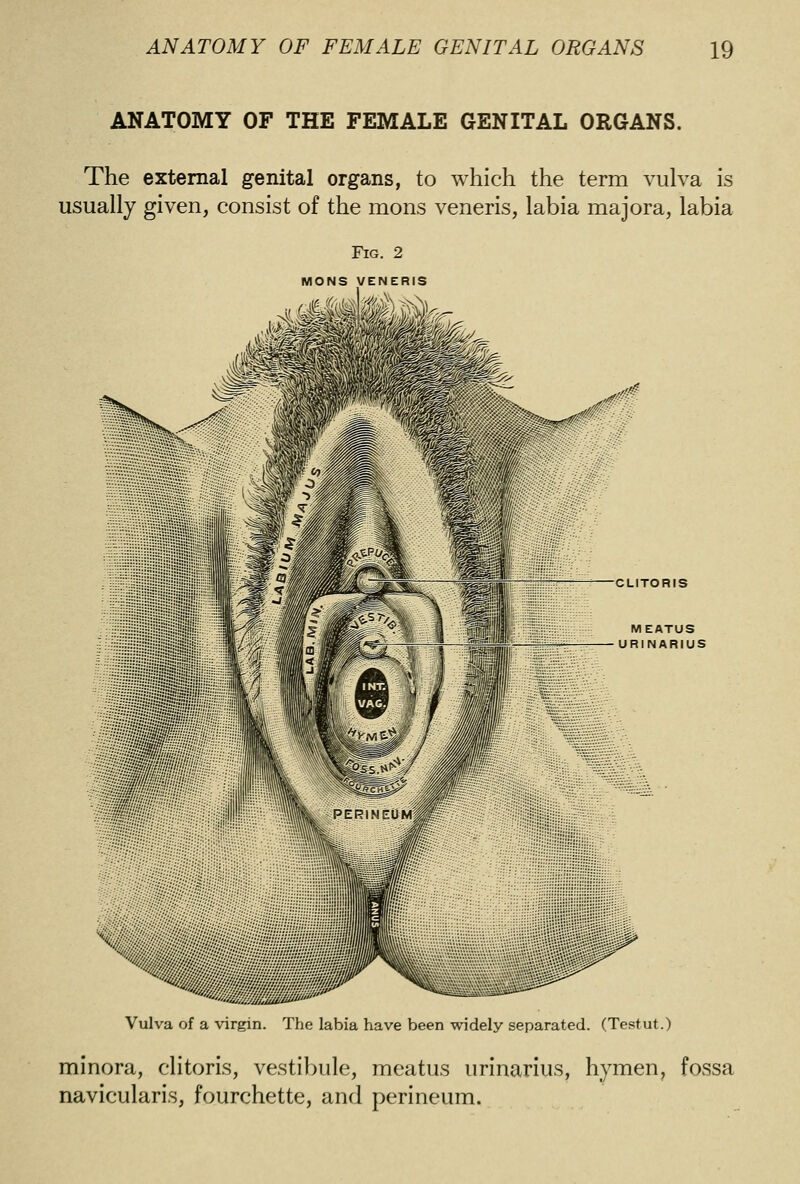 ANATOMY OF THE FEMALE GENITAL ORGANS. The external genital organs, to which the term vulva is usually given, consist of the mens veneris, labia majora, labia Fig. 2 mons veneris k MEATUS URINARIUS Vulva of a virgin. The labia have been widely separated. (Testut.) minora, clitoris, vestibule, meatus urinarius, hymen, fossa navicularis, fourchette, and perineum.