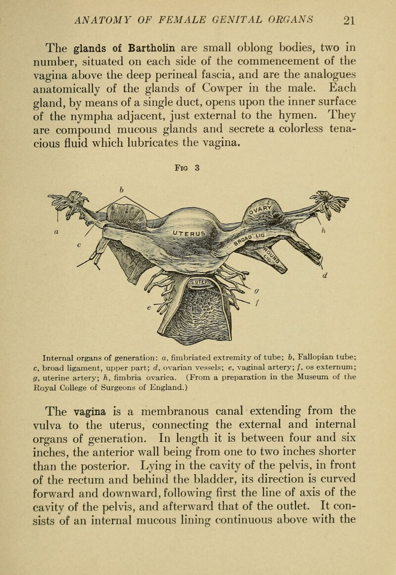 The glands of Bartholin are small oblong bodies, two in number, situated on each side of the commencement of the vagina above the deep perineal fascia, and are the analogues anatomically of the glands of Cowper in the male. Each gland, by means of a single duct, opens upon the inner surface of the nympha adjacent, just external to the hymen. They are compound mucous glands and secrete a colorless tena- cious fluid which lubricates the vagina. Fig 3 Internal organs of generation: a, fimbriated extremity of tube; b, Fallopian tube; c, broad ligament, upper part; d, ovarian vessels; e, vaginal artery; /, os externum; g, uterine artery; h, fimbria ovarica. (From a preparation in the Museum of the Royal College of Surgeons of England.) The vagina is a membranous canal extending from the vulva to the uterus, connecting the external and internal organs of generation. In length it is between four and six inches, the anterior wall being from one to two inches shorter than the posterior. Lying in the cavity of the pelvis, in front of the rectum and behind the bladder, its direction is curved forward and downward, following first the line of axis of the cavity of the pelvis, and afterward that of the outlet. It con- sists of an internal mucous lining continuous above with the