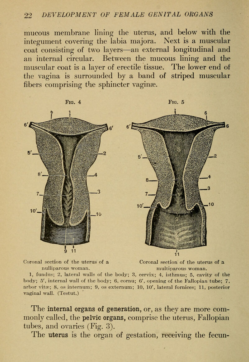 mucous membrane lining the uterus, and below with the integument covering the labia majora. Next is a muscular coat consisting of two layers—an external longitudinal and an internal circular. Between the mucous lining and the muscular coat is a layer of erectile tissue. The lower end of the vagina is surrounded by a band of striped muscular fibers comprising the sphincter vaginae. 6' 6' Coronal section of the uterus of a Coronal section of the uterus of a nuUiparous woman. multiparous woman. 1, fundus; 2, lateral walls of the body; 3, cervix; 4, isthmus; 5, cavity of the body; 5', internal wall of the body; 6, cornu; 6', opening of the Fallopian tube; 7, arbor vitse; 8, os internum; 9, os externum; 10, 10', lateral fornices; 11, posterior vaginal wall. (Testut.) The internal organs of generation, or, as they are more com- monly called, the pelvic organs, comprise the uterus. Fallopian tubes, and ovaries (Fig. 3). The uterus is the organ of gestation, receiving the fecun-