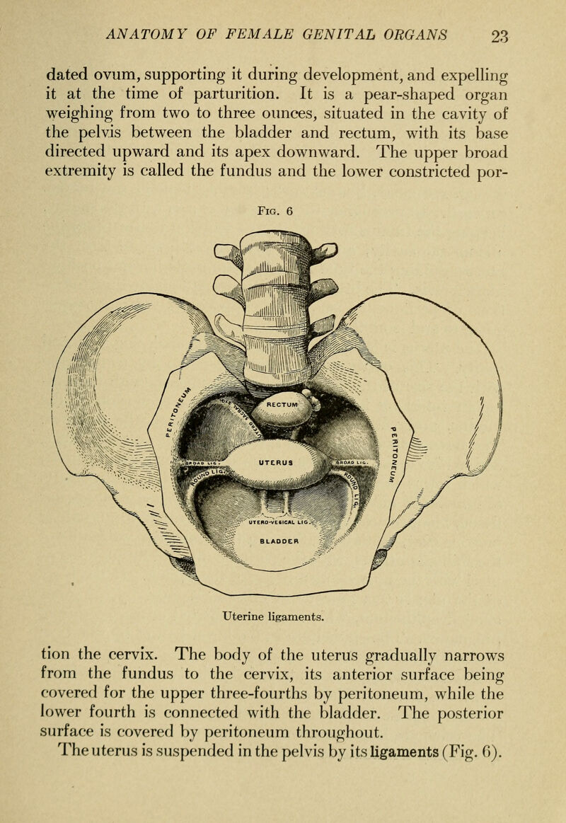 dated ovum, supporting it during development, and expelling it at the time of parturition. It is a pear-shaped organ weighing from two to three ounces, situated in the cavity of the pelvis between the bladder and rectum, with its base directed upward and its apex downward. The upper broad extremity is called the fundus and the lower constricted por- FiG. 6 Uterine ligaments. tion the cervix. The body of the uterus gradually narrows from the fundus to the cervix, its anterior surface being covered for the upper three-fourths by peritoneum, while the lower fourth is connected with the bladder. The posterior surface is covered by peritoneum throughout. The uterus is suspended in the pelvis by its ligaments (Fig. 6).