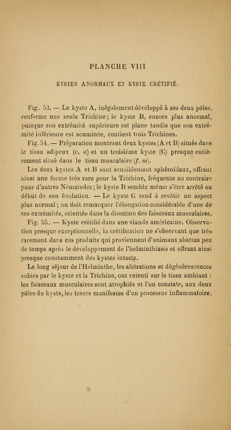 KYSTES ANORMAUX ET KYSTE CRÉTIFIÉ. Fig. 53. — Le kyste A, inégalement développé à ses deux pôles, renferme une seule Trichine; le kyste B, encore plus anormal, puisque son extrémité supérieure est plane tandis que son extré- mité inférieure est acuminée, contient tiois Trichines. Fig. 54. — Préparation montrant deux kystes (A et B) situés dans le tissu adipeux (c. a) et un troisième kyste (Cj presque entiè- rement situé dans le tissu musculaire (/. m). Les deux kystes A et B sont sensiblement sphéroïJaux, offrant ainsi une forme très rare pour la Trichine, fréquente au contraire pour d'autres Némalodes; le kyste B semble même s'être arrêté au début de son évolution. — Le kyste C tend à revêtir un aspect plus normal ; on doit remarquer l'élongation considérable d'une de ses extrémités, orientée dans la direction des faisceaux musculaires. Fig. 55. — Kyste crétifiédans une viande américaine. Observa- tion presque exceplionnello. la crétiBcation ne s'observant que très rarement dans ces produits qui proviennent d'animaux abattus peu de temps aprèi le développement de l'helminthiasis et offrant ainsi presque constamment des kystes intacts. Le long séjour de l'Helminthe, les altérations et dégénérescences subies par le kyste et la Trichine, ont retenti sur le tissu ambiant : les faisceaux musculaires sont atrophiés et l'on constate, aux deux pôles du kyste, les traces manifestes d'un processus inflammatoire.