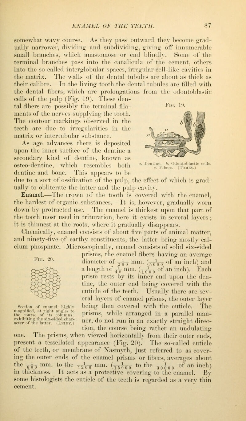 Fk;. 19. u. I)oiitInt'. }i. Odontoblastic cells. c. Filjcrs. (Tomes.) somewhat wavy course. As they pass outward they become grad- ually narrower, dividing and subdividing, giving off innumerable small branches, Avhich anastomose or end blindly. Some of the terminal l)ran('hes pass into the canalicula of the cement, others into the so-called interglobular spaces, irregular cell-like cavities in the matrix. The Avails of the dental tubules are about as thick as their calibre. In the living tooth the dental tubules are filled with the dental fibers, which are prolongations fr(jm the odontoblastic cells of the pulp (Fig. 19). Tliese den- tal fibers are possil)ly the terminal fila- ments of the nerves supplying the tooth. The contour markings observed in the teeth are due to irregularities in the matrix or intertubular sul)stance. As age advances there is deposited upon the inner surface of the dentine a secondary kind of dentine, known as osteo-dentine, which reseml)les both dentine and bone. This appears to be due to a sort of ossification of the pulp, the effect of which is grad- ually to obliterate the latter and the pulp cavity. Enamel.—The crown of the tooth is covered with the enamel, the hardest of organic substances. It is, however, gradually worn down by protracted use. The enamel is thickest upon that ])art of the tooth most used in trituration, here it exists in several layers; it is thinnest at the roots, where it gradually disappears. Chemically, enamel consists of about five parts of animal matter, and ninetv-five of earthv constituents, the latter l)eino; mostlv cal- cium phosphate. Microscopically, enamel consists of solid six-sided prisms, the enamel fibers having an average diameter of ^J-q- mm. {-^-^-^-^ of an inch) and a length of ^^^ mm. ( jq^q q^ of an inch). Each prism rests by its inner end upon the den- tine, the outer end being covered with the cuticle of the teeth. Usually there are sev- eral layers of enamel prisms, the outer layer being then covered with the cuticle. The prisms, while arranged in a j)arallel man- ner, do not run in an exactly straight direc- tion, the course beino- rather an undulatinir one. The prisms, when viewed horizontally from their outer ends, present a tessellated appearance (Fig. 20). The so-called cuticle of the teeth, or membrane of Xasmyth, just referred to as cover- ing the outer ends of the enamel prisms or fibers, averages about the gi^ mm. to the ^^Vo ^^i^- (15^00 ^ the 30^00 «f ^n inch) in thickness. It acts as a protective covering to the enamel. By some histologists the cuticle of the teeth is regarded as a very thin cement. Fig. 20. Section of enamel, higlily magnified, at right angles to the course of its columns; exhibiting the six-sided char- acter of the latter. (Leidy.)