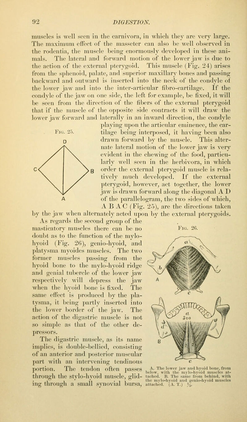 muscles is well seen in the carnivora, in Avhlcli tliey are very large. The maximum eifect of the masseter can also be well observed in the rodentia, the muscle being enormously developed in these ani- mals. The lateral and forward motion of the lower jaw is due to the action of the external pterygoid. This muscle (Fig. 24) arises from the sphenoid, palate, and superior maxillary bones and passing backward and outward is inserted into the neck of the condyle of the lower jaw and into the inter-articular fibro-cartilage. If the condyle of the jaw on one side, the left for example, be fixed, it will be seen from the direction of the fibers of the external pterygoid that if the muscle of the opposite side contracts it will draw the lower jaw forward and laterally in an inward direction, the condyle playing upon the articular eminence, the car- FiG. 25. tilage being interposed, it having been also drawn forward by the muscle. This alter- nate lateral motion of the lower jaw is very evident in the chewing of the food, particu- larly well seen in the herbivora, in which order the external pterygoid muscle is rela- tively much developed. If the external pterygoid, however, act together, the lower jaw is drawn forward along the diagonal A D of the parallelogram, the two sides of which, ABAC (Fig. 25), are the directions taken by the jaw when alternately acted upon by the external pterygoids. As regards the second group of the masticatory muscles there can be no Fig. 26. doubt as to the function of the mylo- hyoid (Fig. 26), genio-hyoid, and platysnia myoides muscles. The two former muscles passing from the hyoid bone to the mylo-hyoid ridge and genial tubercle of the lower jaw respectively will depress the jaw when the hyoid bone is fixed. The same effect is produced by the pla- tysma, it being partly inserted into the lower border of the jaw. The action of the digastric muscle is not so sim])le as that of the other de- pressors. The digastric muscle, as its name implies, is double-bellied, consisting of an anterior and jiosterior muscular part with an intervening tendinous portion. The tendon often passes , i^. The lower jaw and hyoid bono, from ^ iTi '-'low, with the invlo-hvoid muscles at- thrOUgll the Stylo-hyOld muscle, ghd- tauhed. B. The saiue from behind, with ,, ■, ■ ,*, • 1 1 ic mvlo-hvoid and genio-hyoid muscles ing tlirough a small synovial bursa, attached. (A. t.) h.