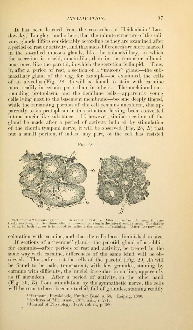 It has been learned from the researches of Heidenhain/ Lav- dowsky,- Langley/^ and others, that the minute structure of the sali- vary glands differs considerably according as they are examined after a period of rest or activity, and that such differences are more marked in the so-called mucous glands, like the submaxillary, in which the secretion is viscid, mucin-like, than in the serous or albumi- nous ones, like the parotid, in which the secretion is limpid. Thus, if, after a period of rest, a section of a mucous gland—the sub- maxillary gland of the dog, for example—be examined, the cells of an alveolus (Fig. 28, A) will be found to stain with carmine more readily in certain parts than in others. The nuclei and sur- roimding protoplasm, and the demilune cells—apparently young cells lying next to the basement membrane—become deeply tinged, while the remaining portion of the cell remains uncolored, due ap- parently to its protoplasm in this situation having been converted into a mucin-like substance. If, however, similar sections of the gland be made after a period of activity induced by stimulation of the chorda tympani nerve, it will be observed (Fig. 28, B) that but a small portion, if indeed any part, of the cell has resisted Fig. 28. Section of a  mucous gland. ^-1. In a state of rest. B. After it has been for some time ac- tively secreting. (I. Demilune cells, c. Leucocytes lying in the interalveolar spaces. The darker shading in both figures is intended to indicate the amount of staining. (After Lavdowsky.) coloration with carmine, and that the cells have diminished in size. If sections of a  serous gland—the parotid gland of a rabbit, for example—after periods of rest and activity, be treated in the same way with carmine, differences of the same kind will be ob- served. Thus, after rest the cells of the parotid (Fig. 29, A) will be found to be pale, transparent, with few granules, staining by carmine with difficulty, the nuclei irregular in outline, apparently as if shrunken. After a period of activity, on the other hand (Fig. 29, B), from stimulation by the sympathetic nerve, the cells will be seen to have become turbid, full of granules, staining readily ' Hermann, Physiologie, Fnnftcr Band, s. 58. Leipzig, 1880. ^Archives of Mic. Anat., 1877, xiii., s. 281. ''Journal of Physiology, 1879, vol. ii., p. 2G0.