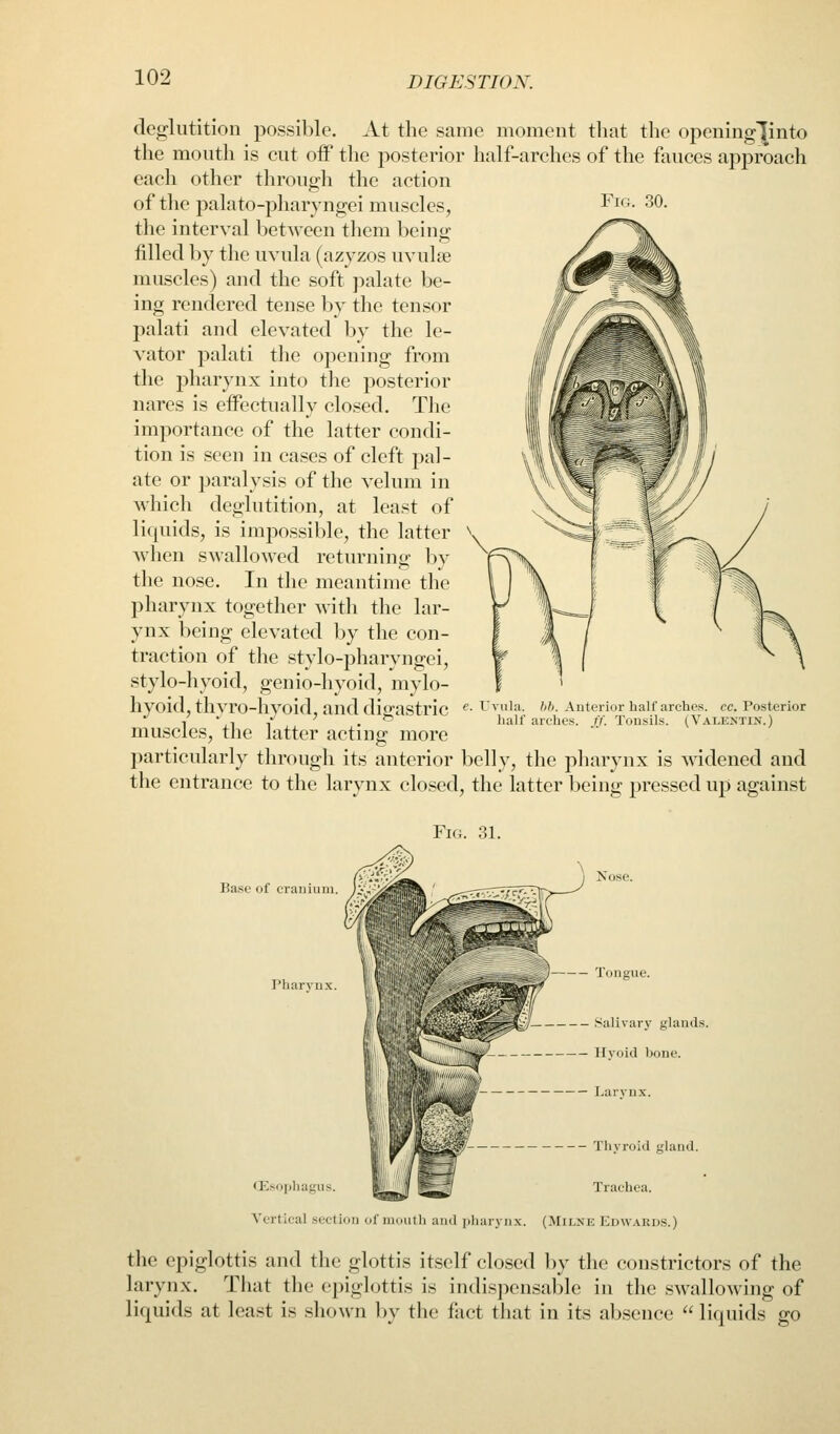 deglutition possible. At the same moment tliat the opening^into the mouth is cut oiF the posterior half-arches of the fauces approach each other throup-h the action of the palato-pharyngei muscles, the interval between them being filled by the uvula (azyzos uvuhe muscles) and the soft palate be- ing rendered tense by the tensor palati and elevated by the le- vator palati the opening from the pharynx into the posterior nares is effectually closed. The importance of the latter condi- tion is seen in cases of cleft pal- ate or paralysis of the velum in which deglutition, at least of liquids, is impossible, the latter when swallowed returning by the nose. In the meantime the pharynx together witli the lar- ynx being elevated by the con- traction of the stvlo-pharvno;ei, stylo-hyoid, genio-hyoid, mylo- hyoid, thyro-hyoid, and digastric muscles, the latter actinp; more particularly through its anterior belly, the pharynx is ^videned and the entrance to the larynx closed, the latter being pressed up against hh. Anterior half arches, cc. Posterior half arches, ff. Tonsils. (Valentin.) Fig. 31. Base of craniinii. Pharyux. Nose. Salivary glands. Uyoid hone. Larvux. Thvroiil gland. Ill f IIJ^B^ (njsoijhagus. iPf l^K Trachea. Vertical section of mouth and |iliarynx. (Milne Edwards.) the epiglottis and the glottis itself closed by the constrictors of the larynx. That tlie epiglottis is indisjwnsable in the swallowing of liquids at least is shown by the fact that in its absence  liquids go