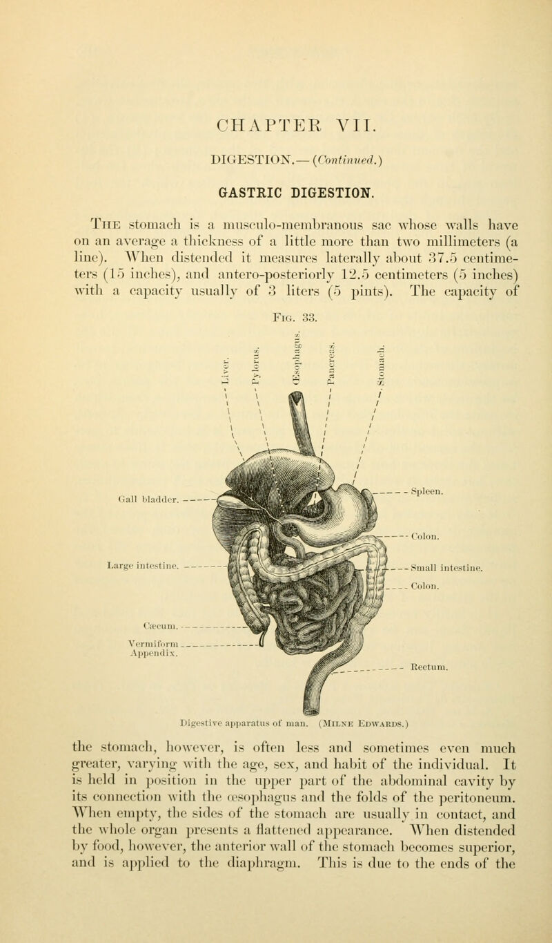 DIGESTION.—(ro;i///,,/«^) GASTRIC DIGESTION. The stomach is a musculo-membranous sac whose walls have on an average a thickness of a little more than two millimeters (a line). When distended it measures laterally about 37.5 centime- ters (15 inches), and antero-posteriorly 12.5 centimeters (5 inches) with a capacity usually of 3 liters (5 pints). The capacity of Fig. 33. Call liladilcT. -- Spleen. - Small iutestiue. J Colon. — Rectum. Digestive apijaraturs of man. (Milnk I^dward.s.) the stomach, however, is often less and sometimes even much greater, varying with the age, sex, and habit of the individual. It is held in position in the upper part of the abdominal cavity by its connection with the oesophagus and the folds of the peritoneum. When empty, the sides of the stomach are usually in contact, and the whole organ presents a flattened appearance. When distended by food, however, the anterior wall of the stomacli becomes superior, and is applied to the diaphragm. This is due to the ends of the