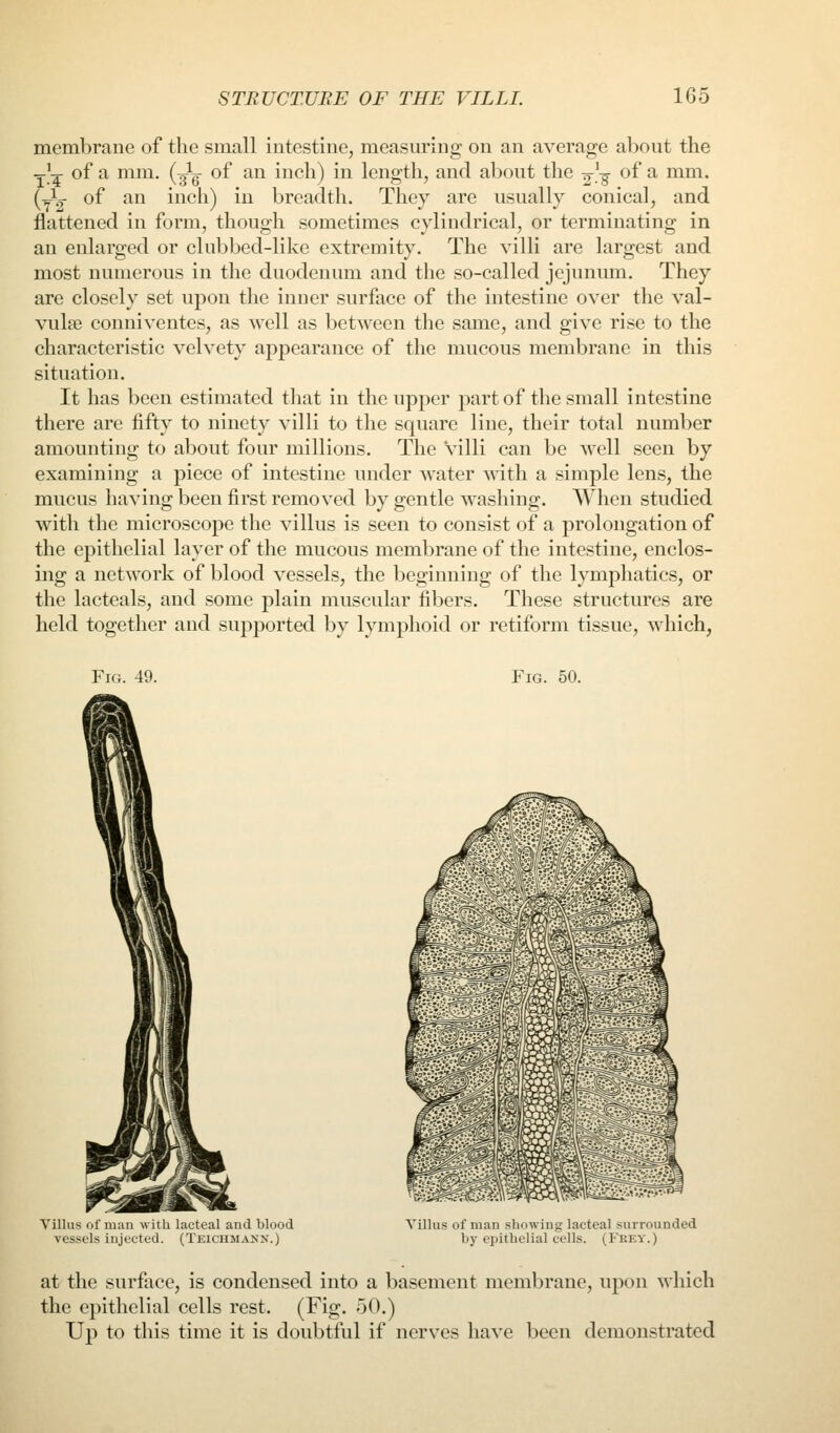 membrane of the small intestine, measuring on an average about the Y^^ of a mm. (Jg of an inch) in length, and al^out the ^-'-j of a mm. {■^^ of an inch) in breadth. They are usually conical, and flattened in form, though sometimes cylindrical, or terminating in an enlarged or clubbed-like extremity. The villi are largest and most numerous in the duodenum and the so-called jejunmn. They are closely set upon the inner surface of the intestine over the val- vule conuiventes, as well as between the same, and give rise to the characteristic velvety appearance of the mucous membrane in this situation. It has been estimated that in the upper part of the small intestine there arc fifty to ninety villi to the square line, their total number amounting to about four millions. The Villi can be well seen by examining a piece of intestine under water mth a simple lens, the mucus having been first removed by gentle washing. When studied with the microscope the villus is seen to consist of a prolongation of the epithelial layer of the mucous membrane of the intestine, enclos- ing a network of blood vessels, the beginning of the lymphatics, or the lacteals, and some plain muscular fibers. These structures are held together and supported l)y lymphoid or retiform tissue, which, Fig. 49. Fig. 50. Villus of man with lacteal and blood vessels injected. (Teichmanx.) Villus of man showing lacteal surrounded by epithelial cells. (Fkey.) at the surface, is condensed into a basement meml^rane, upon which the epithelial cells rest. (Fig. 50.) Up to this time it is doubtful if nerv^es have been demonstrated