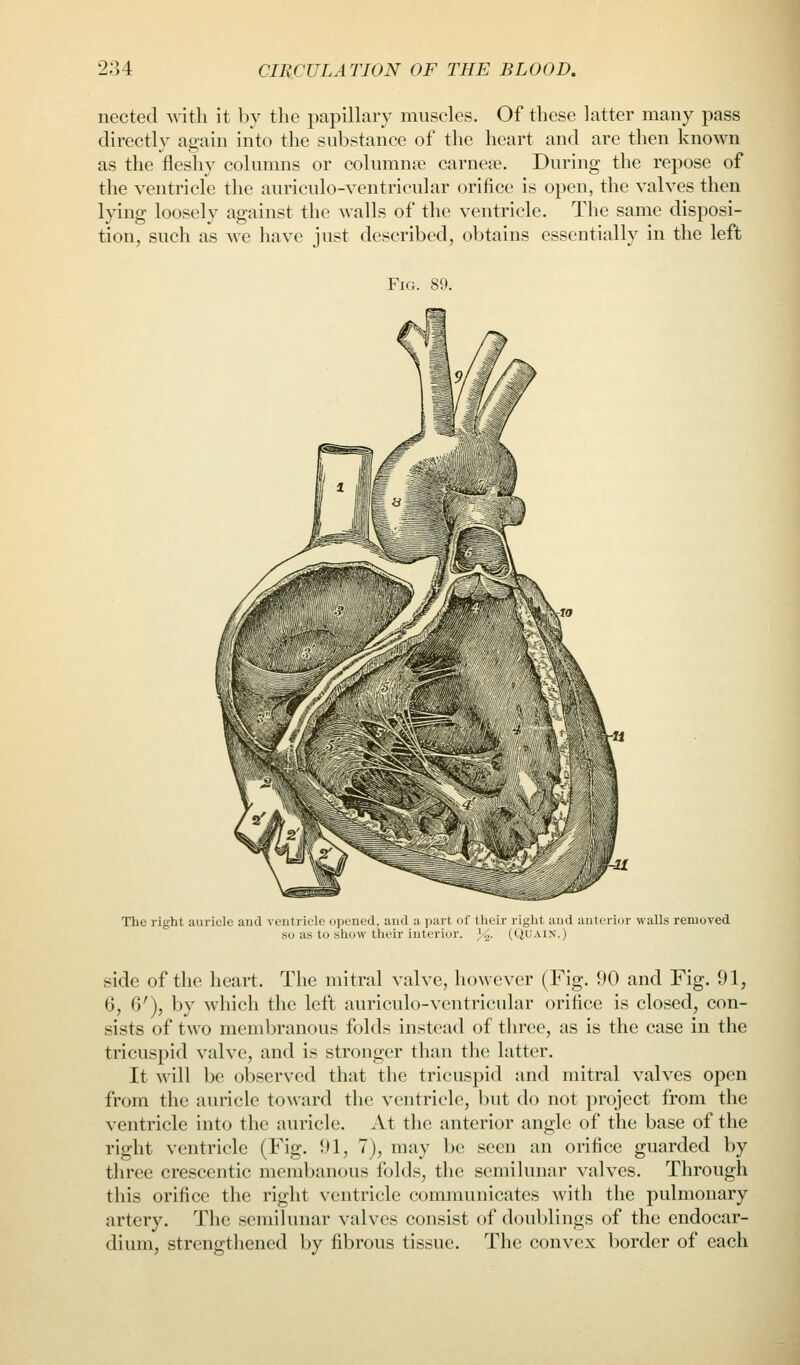 nected with it by the papiUary muscles. Of these latter many pass directly again into the substance of the heart and are then known as the fleshy columns or column^e carnea?. During the repose of the ventricle the auriculo-ventricular orifice is open, the valves then lying loosely against the walls of the ventricle. The same disposi- tion, such as we have just described, obtains essentially in the left Fig. 89. The right auricle and veutricle opened, and a part of their right and anterior walls removed <(» a< tn shfiW thpir lllti>rior. i/^_ fOTIATN.'l (QUAIN.) side of the heart. The mitral valve, however (Fig. 90 and Fig. 91, 6, 6'), by which the left auriculo-ventricular orifice is closed, con- sists of two membranous folds instead of three, as is the case in the tricuspid valve, and is stronger than the latter. It will be observed that the tricuspid and mitral valves open from the auricle to\vard the ventricle, but do not project from the ventricle into the auricle. At the anterior angle of the base of the right ventricle (Fig. 91, 7), may be seen an orifice guarded by three crescentic membanous folds, the semilunar valves. Through this orifice the right ventricle communicates with the pulmonary artery. The semilunar valves consist of doublings of the endocar- dium, strengthened by fibrous tissue. The convex border of each