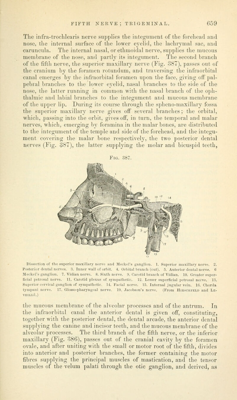 The infra-trochlearis nerve supplies the integument of the forehead and nose, the internal surface of the lower eyelid, the lachrymal sac, and caruncula. The internal nasal, or ethmoidal nerve, supplies the mucous membrane of the nose, and partly its integument. The second branch of the fifth nerve, the superior maxillary nerve (Fig. 387), passes out of the cranium by the foramen rotundum, and traversing the infraorbital canal emerges by the infraorbital foramen upon the face, giving off pal- pebral branches to the lower eyelid, nasal branches to the side of the nose, the latter running in common with the nasal branch of the oph- thalmic and labial branches to the integument and mucous membrane of the upper lip. During its course through the spheno-maxillary fossa the superior maxillary nerve gives off several branches; the orbital, which, passing into the orbit, gives off, in turn, the temporal and malar nerves, which, emerging by foramina in the malar bones, are distributed to the integument of the temple and side of the forehead, and the integu- ment covering the malar bone respectively, the two posterior dental nerves (Fig. 387), the latter supplying the molar and bicuspid teeth, Fig. 387. Dissection of the superior maxillary nerve and Meckel's ganglion. 1. Superior maxillary nerve. 2. Posterior dental nerves. 3. Inner wall of orbit. 4. Orbital branch (cut). 5. Anterior dental nerve. 6 Meckel's ganglion. 7. Vidian nerve. 8. Sixth nerve. 9. Carotid branch of Vidian. 10. Greater super- ficial petrosal nerve. 11. Carotid plexus of sympathetic. 12. Lesser superficial petrosal nerve. 13. Superior cervical ganglion of sympathetic. 14. Facial nerve. 15. Internal jugular vein. 16. Chorda tympani nerve. 17. Glosso-pharyngeal nerve. 19. Jacobson's nerve. (From Hirschfeld and Le- veillk.) the mucous membrane of the alveolar processes and of the antrum. In the infraorbital canal the anterior dental is given off, constituting, together with the posterior dental, the dental arcade, the anterior dental supplying the canine and incisor teeth, and the mucous membrane of the alveolar processes. The third branch of the fifth nerve, or the inferior maxillary (Fig. 386), passes out of the cranial cavity by the foramen ovale, and after uniting with the small or motor root of the fifth, divides into anterior and posterior branches, the former containing the motor fibres supplying the principal muscles of mastication, and the tensor muscles of the velum palati through the otic ganglion, and derived, as