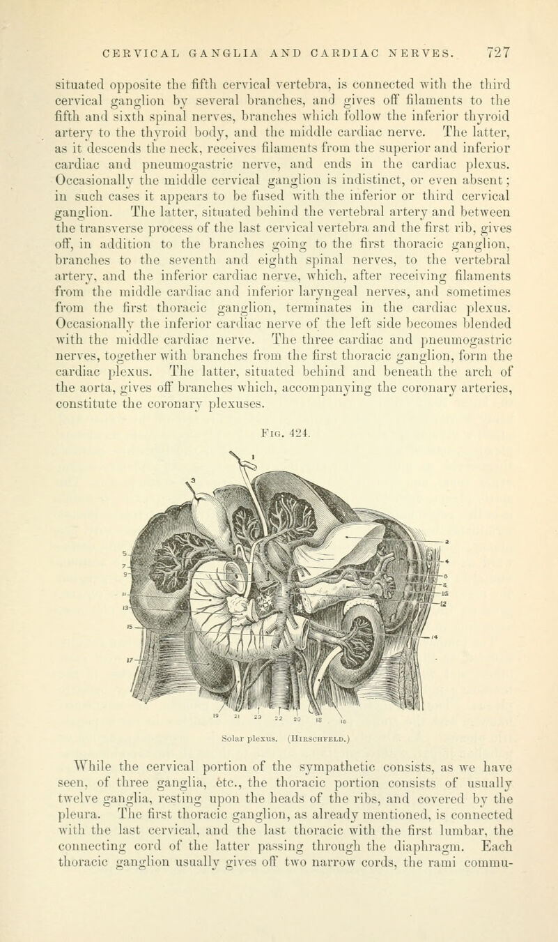 CERVICAL GANGLIA AND CARDIAC NERVES. ^27 situated opposite the fifth cervical vertebra, is connected with the third cervical ganglion by several branches, and gives off filaments to the fifth and sixth spinal nerves, branches which follow the inferior thyroid artery to the thyroid body, and the middle cardiac nerve. The latter, as it descends the neck, receives filaments from the superior and inferior cardiac and pneumogastric nerve, and ends in the cardiac plexus. Occasionally the middle cervical ganglion is indistinct, or even absent; in such cases it appears to be fused with the inferior or third cervical ganglion. The latter, situated behind the vertebral artery and between the transverse process of the last cervical vertebra and the first rib, gives oft0, in addition to the branches going to the first thoracic ganglion, branches to the seventh and eighth spinal nerves, to the vertebral artery, and the inferior cardiac nerve, which, after receiving filaments from the middle cardiac and inferior laryngeal nerves, and sometimes from the first thoracic ganglion, terminates in the cardiac plexus. Occasionally the inferior cardiac nerve of the left side becomes blended with the middle cardiac nerve. The three cardiac and pneumogastric nerves, together with branches from the first thoracic ganglion, form the cardiac plexus. The latter, situated behind and beneath the arch of the aorta, gives off' branches which, accompanying the coronary arteries, constitute the coronary plexuses. Fig. 424. Solar JileXUS. (HlRSCHFELD.) While the cervical portion of the sympathetic consists, as we have seen, of three ganglia, etc., the thoracic portion consists of usually twelve ganglia, resting upon the heads of the ribs, and covered by the pleura. The first thoracic ganglion, as already mentioned, is connected with the last cervical, and the last thoracic with the first lumbar, the connecting cord of the latter passing through the diaphragm. Each thoracic ganglion usually gives oft' two narrow cords, the rami commu-