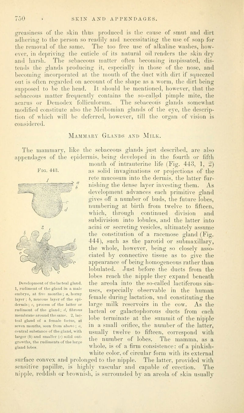 greasiness of the skin thus produced is the cause of smut and dirt adhering to the person so readily and necessitating the use of soap for the removal of the same. The too free use of alkaline washes, how- ever, in depriving the cuticle of its natural oil renders the skin dry and harsh. The sebaceous matter often becoming inspissated, dis- tends the glands producing it, especially in those of the nose, and becoming incorporated at the mouth of the duct with dirt if squeezed out is often regarded on account of the shape as a worm, the dirt being supposed to be the head. It should be mentioned, however, that the sebaceous matter frequently contains the so-called pimple mite, the acarus or Demodex folliculorum. The sebaceous glands somewhat modified constitute also the Meibomian glands of the eye, the descrip- tion of which will be deferred, however, till the organ of vision is considered. Mammary Glaxds and Milk. The mammary, like the sebaceous glands just appendages of the epidermis, being developed in Fig. 443. J C described, are also the fourth or fifth month of intrauterine life (Fig. 443, 1, 2) as solid invaginations or projections of the rete mucosum into the dermis, the latter fur- nishing the dense layer investing them. As development advances each primitive gland gives off a number of buds, the future lobes, numbering at birth from twelve to fifteen, which, through continued division and subdivision into lobules, and the latter into acini or secreting vesicles, ultimately assume the constitution of a racemose gland (Fig. 444), such as the parotid or submaxillary, the wdiole, however, being so closely asso- ciated by connective tissue as to give the appearance of being homogeneous rather than lobulated. Just before the ducts from the lobes reach the nipple they expand beneath the areola into the so-called lactiferous sin- uses, especially observable in the human female during lactation, and constituting the large milk reservoirs in the cow. As the lacteal or galactophorous ducts from each lobe terminate at the summit of the nipple in a small orifice, the number of the latter, usually twelve to fifteen, correspond with the number of lobes. The mamma, as a whole, is of a firm consistence: of a pinkish- white color, of circular form with its external surface convex and prolonged to the nipple. The latter, provided with sensitive papillae, is highly vascular and capable of erection. The nipple, reddish or brownish, is surrounded by an areola of skin usually Development of the lacteal gland. 1, rudiment of the gland in a male embryo, at five months; a, horuy layer ; b, mucous layer of the epi- dermis ; e, process of the latter or rudiment of the gland; il, fibrous membrane around the same. 2, lac- teal gland of a female foetus, at seven months, seen from above ; a, central substance of the gland, with larger (b) and smaller (<•) solid out- growths, the rudiments of the large gland lobes.