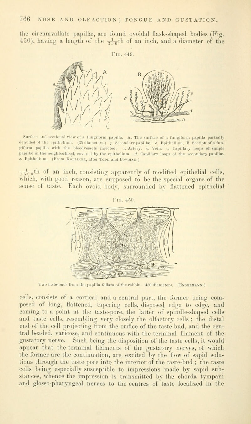 the circumvallate papillae, are found ovoidal flask-shaped bodies (Fig. 450), having a length of the 3^75-th of an inch, and a diameter of the Pig. 449. Surface and sectional view of a fungiform papilla. A. The surface of a fungiform papilla partial!}' denuded of the epithelium. 135 diameters.) p. Secondary papillae, e. Epithelium. B Section of a fun- giform papilla with the bloodvessels injected, a. Artery, v. Vein. c. Capillary loops of simple papillae in the neighborhood, covered by the epithelium, d. Capillary loops of the secondary papillae. e. Epithelium. (From K.u.i.ikeh, aftei Todd and Bowman.) yg^QQ-th of an inch, consisting apparently of modified epithelial cells, which, with good reason, are supposed to be the special organs of the sense of taste. Each ovoid body, surrounded by flattened epithelial V\a. 4-r,(). Two taste-buds from the papilla foliata of the raM.it. 450 diameters. (Engelmanx.) cells, consists of a cortical and a central part, the former being com- posed of long, flattened, tapering cells, disposed edge to edge, and coming to a point at the taste-pore, the latter of spindle-shaped cells and taste cells, resembling very closely the olfactory cells ; the distal end of the cell projecting from the orifice of the taste-bud, and the cen- tral beaded, varicose, and continuous with the terminal filament of the gustatory nerve. Such being the disposition of the taste cells, it would appear that the terminal filaments of the gustatory nerves, of which the former are the continuation, are excited by the flow of sapid solu- tions through the taste-pore into the interior of the taste-bud ; the taste cells being especially susceptible to impressions made by sapid sub- stances, whence the impression is transmitted by the chorda tympani and glossopharyngeal nerves to the centres of taste localized in the