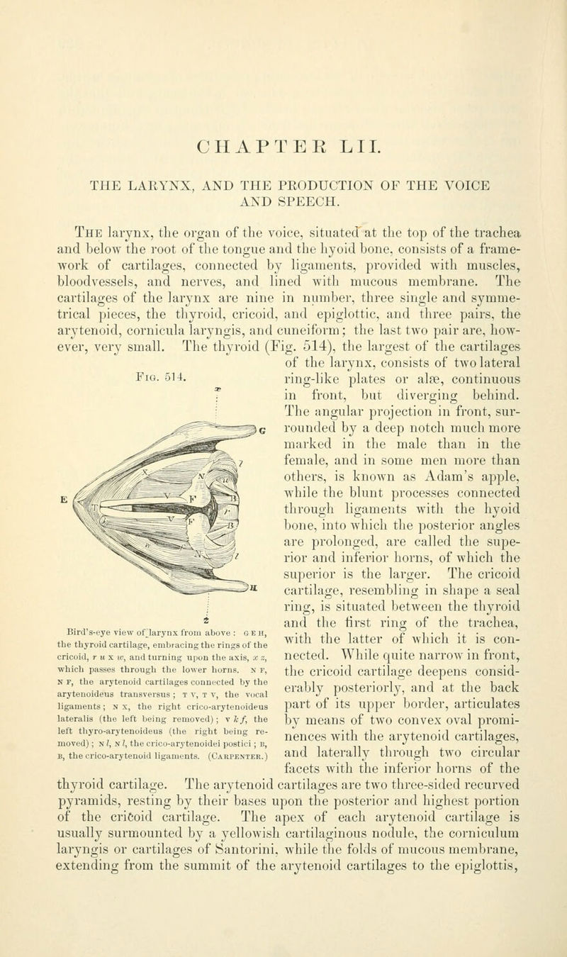 THE LARYNX, AND THE PRODUCTION OF THE VOICE AND SPEECH. Fig. 514. The larynx, the organ of the voice, situated at the top of the trachea and below the root of the tongue and the hyoid bone, consists of a frame- work of cartilages, connected by ligaments, provided with muscles, bloodvessels, and nerves, and lined with mucous membrane. The cartilages of the larynx are nine in number, three single and symme- trical pieces, the thyroid, cricoid, and epiglottic, and three pairs, the arytenoid, cornicula laryngis, and cuneiform; the last two pair are, how- ever, very small. The thyroid (Fig. 514), the largest of the cartilages of the larynx, consists of two lateral ring-like plates or alse, continuous in front, but diverging behind. The angular projection in front, sur- rounded by a deep notch much more marked in the male than in the female, and in some men more than others, is known as Adam's apple, while the blunt processes connected through ligaments with the hyoid bone, into which the posterior angles are prolonged, are called the supe- rior and inferior horns, of which the superior is the larger. The cricoid cartilage, resembling in shape a seal ring, is situated between the thyroid and the first ring of the trachea, with the latter of which it is con- nected. While quite narrow in front, the cricoid cartilage deepens consid- erably posteriorly, and at the back part of its upper border, articulates by means of two convex oval promi- nences with the arytenoid cartilages, and laterally through two circular facets with the inferior horns of the thyroid cartilage. The arytenoid cartilages are two three-sided recurved pyramids, resting by their bases upon the posterior and highest portion of the cricoid cartilage. The apex of each arytenoid cartilage is usually surmounted by a yellowish cartilaginous nodule, the corniculum laryngis or cartilages of Santorini. while the folds of mucous membrane, extending from the summit of the arytenoid cartilages to the epiglottis, >*. Bird's-eye view ofTarynx from above : o e h, the thyroid cartilage, embracing the rings of the cricoid, r u x h>, and turning upon the axis, x z, which passes through the lower horns. N F, N F, the arytenoid cartilages connected by the arytenoideus transversus ; T v, T v, the vocal ligaments; N x, the right crico-arytenoideus lateralis (the left being removed); v kf, the left thyro-arytenoideus (the right being re- moved) ; N I, N 7, the crico-arytenoidei postici; B, b, the crico-arytenoid ligaments. (Carpenter.)