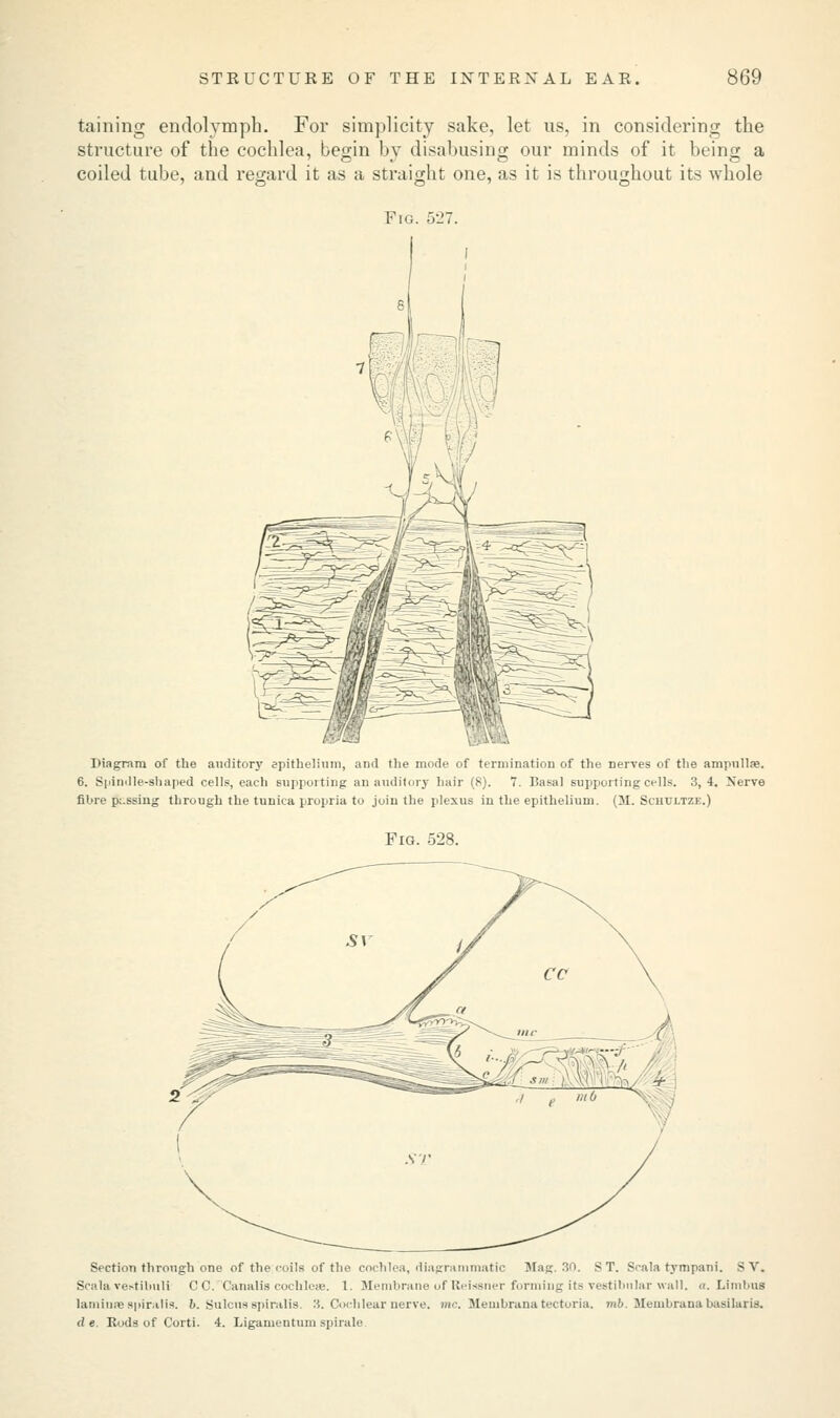 taining endolymph. For simplicity sake, let us, in considering the structure of the cochlea, begin by disabusing our minds of it being a coiled tube, and regard it as a straight one, as it is throughout its whole Fig. 527. Diagram of the auditory epithelium, and the mode of termination of the nerves of the ampulla;. 6. Spindle-shaped cells, each supporting an auditory hair (8). 7. Basal supporting cells. 3,4. Nerve fibre passing through the tunica propria to join the plexus in the epithelium. (M. Schultze.) Fig. 528. Section through one of the roils of the cochlea, diagrammatic Mag. 3n. ST. Scalatympani. SV. Scala vetitibuli C C.^Canalis cochleae. 1. Membrane of Reissner forming its vestibular wall. «. Limlms laminae spiralis. 6. Sulcus spiralis. 3. Cochlear nerve, mc. Membrana tectoria. mb. Meuibrana basilaris. d e. Rods of Corti. 4. Ligamentum spirale.