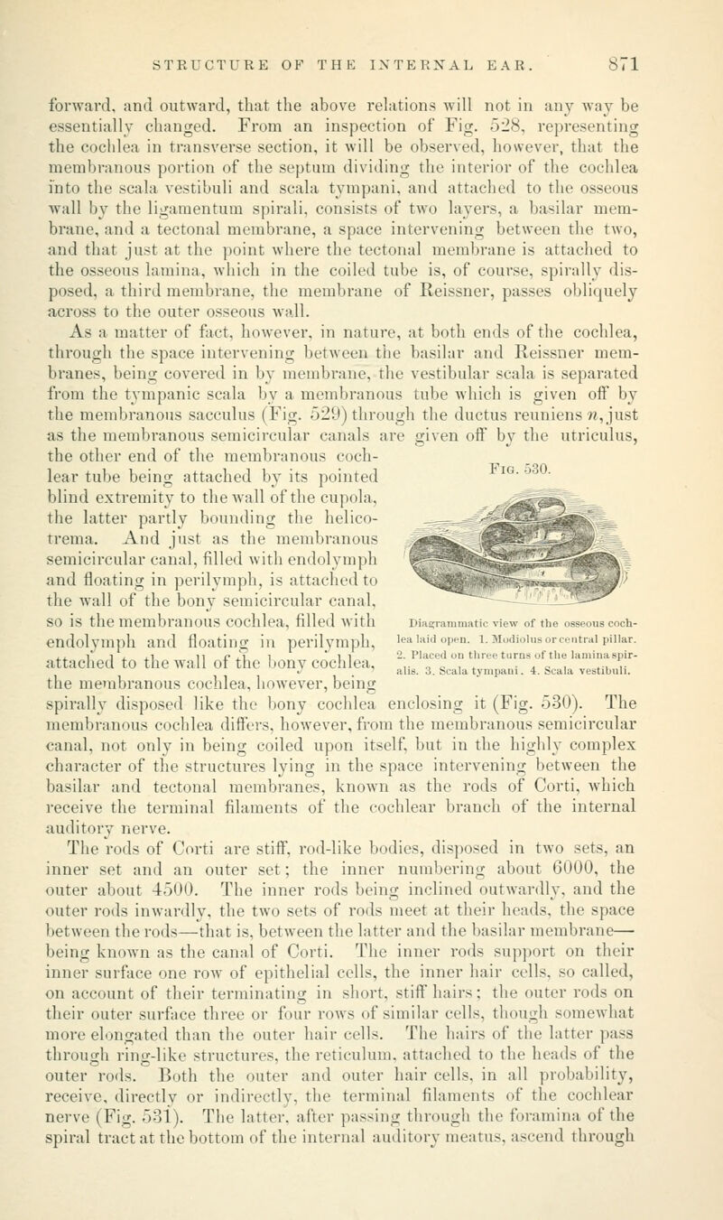 Fig. 530. forward, and outward, that the above relations will not in any way be essentially changed. From an inspection of Fig. 528, representing the cochlea in transverse section, it will be observed, however, that the membranous portion of the septum dividing the interior of the cochlea into the scala vestibuli and scala tympani, and attached to the osseous wall by the ligamentum spirali, consists of two layers, a basilar mem- brane, and a tectonal membrane, a space intervening between the two, and that just at the point where the tectonal membrane is attached to the osseous lamina, which in the coiled tube is, of course, spirally dis- posed, a third membrane, the membrane of Reissner, passes obliquely across to the outer osseous wall. As a matter of fact, however, in nature, at both ends of the cochlea, through the space intervening between the basilar and Reissner mem- branes, being covered in by membrane, the vestibular scala is separated from the tympanic scala by a membranous tube which is given oif by the membranous sacculus (Fig. 529) through the ductus reuniens n, just as the membranous semicircular canals are given off by the utriculus, the other end of the membranous coch- lear tube being attached by its pointed blind extremity to the wall of the cupola, the latter partly bounding the helico- trema. And just as the membranous semicircular canal, filled with endolymph and floating in perilymph, is attached to the wall of the bony semicircular canal, so is the membranous cochlea, filled with endolymph and floating in perilymph, attached to the wall of the bony cochlea, the membranous cochlea, however, being spirally disposed like the bony cochlea enclosing it (Fig. 530). The membranous cochlea differs, however, from the membranous semicircular canal, not only in being coiled upon itself, but in the highly complex character of the structures lying in the space intervening between the basilar and tectonal membranes, known as the rods of Corti, which receive the terminal filaments of the cochlear branch of the internal auditory nerve. The rods of Corti are stiff, rod-like bodies, disposed in two sets, an inner set and an outer set; the inner numbering about 6000, the outer about 4500. The inner rods being inclined outwardly, and the outer rods inwardly, the two sets of rods meet at their heads, the space between the rods—that is, between the latter and the basilar membrane— being known as the canal of Corti. The inner rods support on their inner surface one row of epithelial cells, the inner hair cells, so called, on account of their terminating in short, stiff hairs; the outer rods on their outer surface three or four rows of similar cells, though somewhat more elongated than the outer hair cells. The hairs of the latter pass through ring-like structures, the reticulum, attached to the heads of the outer rods. Both the outer and outer hair cells, in all probability, receive, directly or indirectly, the terminal filaments of the cochlear nerve (Fig. 53i). The latter, after passing through the foramina of the spiral tract at the bottom of the internal auditory meatus, ascend through Diagrammatic view of the osseous coch- lea laid open. 1. Modiolus or central pillar. 2. Placed on three turns of the lamina spir- alis. 3. Scala tympaui. 4. Scala vestibuli.