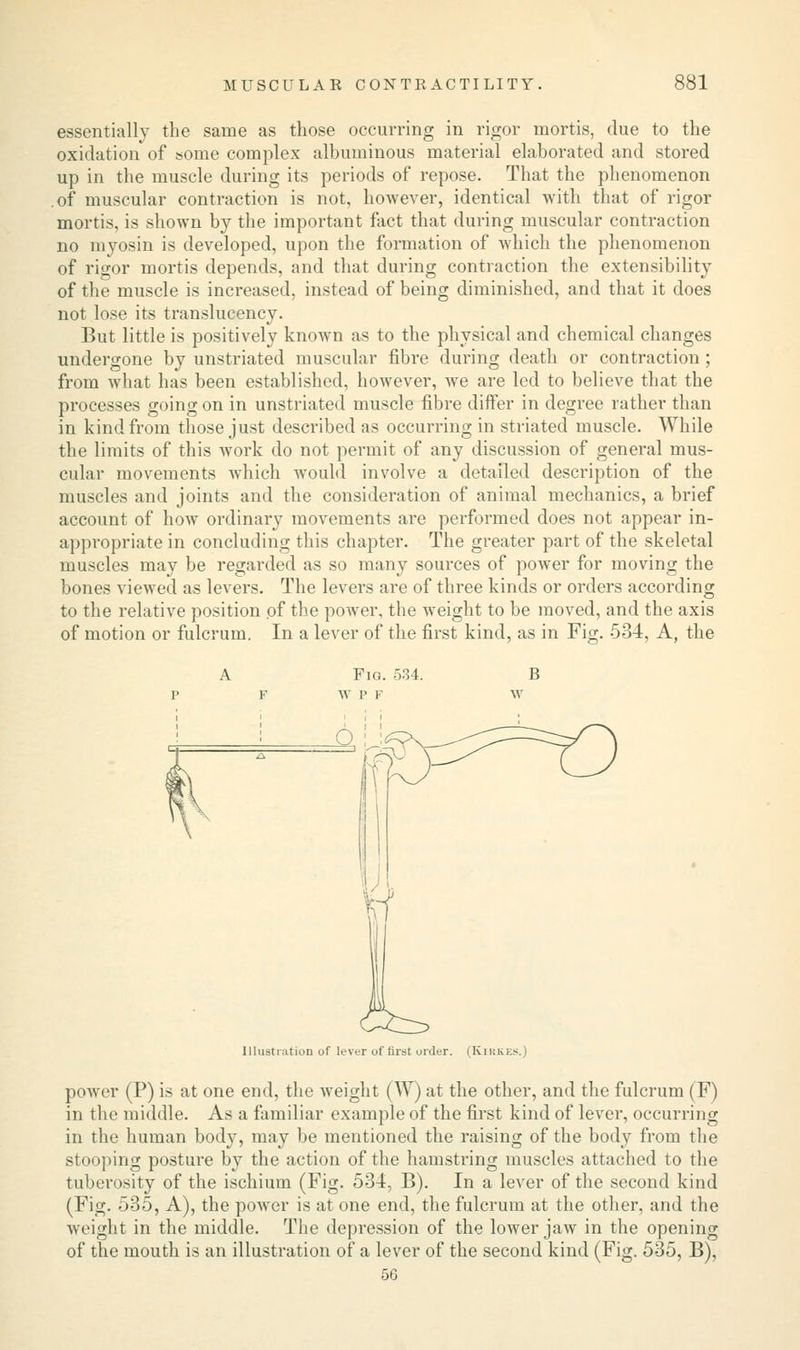 essentially the same as those occurring in rigor mortis, due to the oxidation of some complex albuminous material elaborated and stored up in the muscle during its periods of repose. That the phenomenon of muscular contraction is not, however, identical with that of rigor mortis, is shown by the important fact that during muscular contraction no myosin is developed, upon the formation of which the phenomenon of rigor mortis depends, and that during contraction the extensibility of the muscle is increased, instead of being diminished, and that it does not lose its translucency. But little is positively known as to the physical and chemical changes undergone by unstriated muscular fibre during death or contraction ; from what has been established, however, we are led to believe that the processes going on in unstriated muscle fibre differ in degree rather than in kind from those just described as occurring in striated muscle. While the limits of this work do not permit of any discussion of general mus- cular movements which would involve a detailed description of the muscles and joints and the consideration of animal mechanics, a brief account of how ordinary movements are performed does not appear in- appropriate in concluding this chapter. The greater part of the skeletal muscles may be regarded as so many sources of power for moving the bones viewed as levers. The levers are of three kinds or orders according to the relative position of the power, the weight to be moved, and the axis of motion or fulcrum. In a lever of the first kind, as in Fig. 534, A, the Illustration of lever of first order. (Kikkes.) power (P) is at one end, the weight (W) at the other, and the fulcrum (F) in the middle. As a familiar example of the first kind of lever, occurring in the human body, may be mentioned the raising of the body from the stooping posture by the action of the hamstring muscles attached to the tuberosity of the ischium (Fig. 534, B). In a lever of the second kind (Fig. 535, A), the power is at one end, the fulcrum at the other, and the weight in the middle. The depression of the lower jaw in the opening of the mouth is an illustration of a lever of the second kind (Fig. 535, B), 56