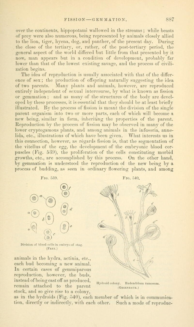 over the continents, hippopotami wallowed in the streams ; while beasts of prey were also numerous, being represented by animals closely allied to the lion, tiger, hyena, dog, and panther, of the present day. During . the close of the tertiary, or, rather, of the post-tertiary period, the general aspect of the world differed but little from that presented by it now, man appears but in a condition of development, probably far lower than that of the lowest existing savage, and the process of civili- zation begins. The idea of repi'oduction is usually associated with that of the differ- ence of sex; the production of offspring naturally suggesting the idea of two parents. Many plants and animals, however, are reproduced entirely independent of sexual intercourse, by what is known as fission or gemmation; and as many of the structures of the body are devel- oped by these processes, it is essential that they should be at least briefly illustrated. By the process of fission is meant the division of the single parent organism into two or more parts, each of which will become a new being, similar in form, inheriting the properties of the parent. Reproduction by the process of fission may be observed in many of the lower cryptogamous plants, and among animals in the infusoria, anne- lida, etc., illustrations of which have been given. What interests us in this connection, however, as regards fission is, that the segmentation of the vitellus of the egg, the development of the embryonic blood cor- puscles (Fig. 539), the proliferation of the cells constituting morbid growths, etc., are accomplished by this process. On the other hand, by gemmation is understood the reproduction of the new being by a process of budding, as seen in ordinary flowering plants, and among Fig. 539. Fig. 540. Division of Mood cells in embryo of stag. (Frey.) animals in the hydra, actinia, etc., each bud becoming a new animal. In certain cases of gem mi parous reproduction, however, the buds, instead of bei ng cast off as produced, remain attached to the parent stock, and so give rise to a colony, as in the hydroids (Fig. 540), each member of which is in communica- tion, directly or indirectly, with each other. Such a mode of reproduc- Hydroid colony. Eudendrium ramosum. (Gkgexbaub.)