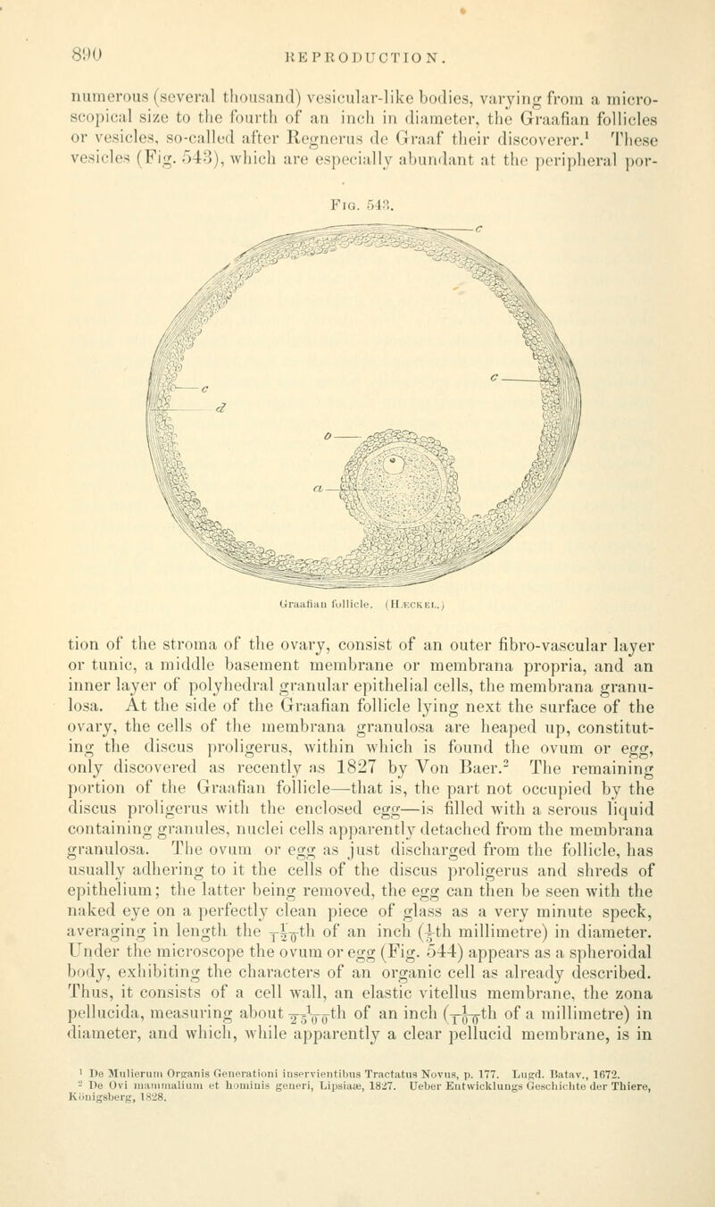 8'M) numerous (several thousand) vesicular-like bodies, varying from a micro- scopical size to the fourth of an inch in diameter, the Graafian follicles or vesicles, so-called after Regnerus de Graaf their discoverer.1 These vesicles (Fig. 543), which are especially abundant at the peripheral por- Fig. 543. Graafian follicle. (II.tcckei.. tion of the stroma of the ovary, consist of an outer fibro-vascular layer or tunic, a middle basement membrane or membrana propria, and an inner layer of polyhedral granular epithelial cells, the membrana granu- losa. At the side of the Graafian follicle lying next the surface of the ovary, the cells of the membrana granulosa are heaped up, constitut- ing the discus proligerus, within which is found the ovum or egg, only discovered as recently as 1827 by Von Baer.3 The remaining portion of the Graafian follicle—that is, the part not occupied by the discus proligerus with the enclosed egg—is filled with a serous liquid containing granules, nuclei cells apparently detached from the membrana granulosa. The ovum or egg as just discharged from the follicle, has usually adhering to it the cells of the discus proligerus and shreds of epithelium; the latter being removed, the egg can then be seen with the naked eye on a perfectly clean piece of glass as a very minute speck, averaging in length the T|o-th of an inch Q-th millimetre) in diameter. Under the microscope the ovum or egg (Fig. 544) appears as a spheroidal body, exhibiting the characters of an organic cell as already described. Thus, it consists of a cell Avail, an elastic vitellus membrane, the zona pellucida, measuring about YsVo'th °^ an ^ncn (TFStn °f a millimetre) in diameter, and which, while apparently a clear pellucid membrane, is in 1 I)e Mulierum Orsanis Generation] inservientibus Tractatus Novus, p. 177. Lus*d. Batav., 1672. - De Ovi mammalium ot hominis geueri, Lipsiate, 1827. Ueber Entvvicklungs Geschicbte der Tbiere, Kbnigsberg, 1828.