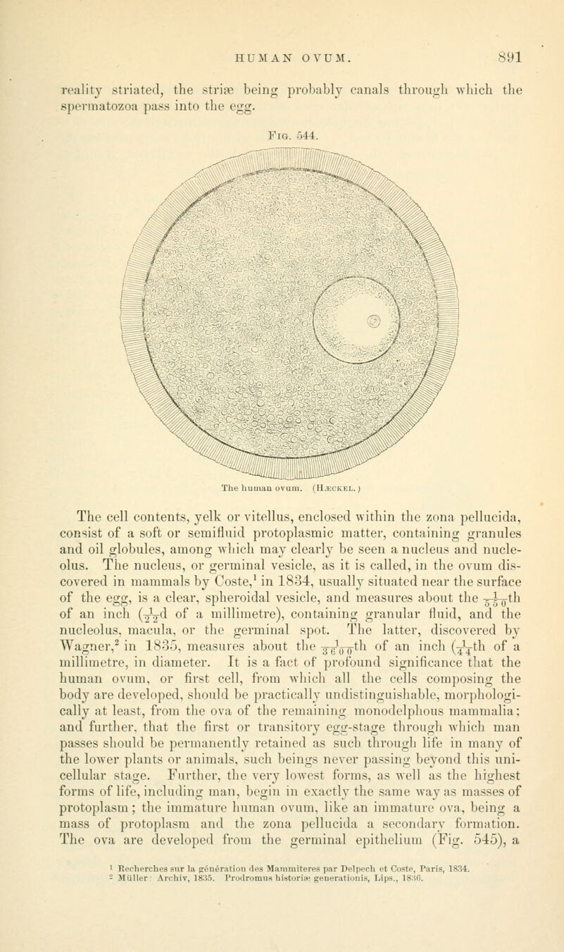 reality striated, the strife being probably canals through which the spermatozoa pass into the egg. Fig. 544. The human ovum. (Hjeckel.) The cell contents, yelk or vitellus, enclosed within the zona pellucida, consist of a soft or semifluid protoplasmic matter, containing granules and oil globules, among which may clearly be seen a nucleus and nucle- olus. The nucleus, or germinal vesicle, as it is called, in the ovum dis- covered in mammals by Coste,1 in 1834, usually situated near the surface of the egg, is a clear, spheroidal vesicle, and measures about the -3-5-oth of an inch (-^V^ of a millimetre), containing granular fluid, and the nucleolus, macula, or the germinal spot. The latter, discovered by Wagner,2 in 1835, measures about the ^^^th of an inch (^th of a millimetre, in diameter. It is a fact of profound significance that the human ovum, or first cell, from which all the cells composing the body are developed, should be practically undistinguishable, morphologi- cally at least, from the ova of the remaining monodelphous mammalia: and further, that the first or transitory egg-stage through which man passes should be permanently retained as such through life in many of the lower plants or animals, such beings never passing beyond this uni- cellular stage. Further, the very lowest forms, as well as the highest forms of life, including man, begin in exactly the same way as masses of protoplasm; the immature human ovum, like an immature ova, being a mass of protoplasm and the zona pellucida a secondary formation. The ova are developed from the germinal epithelium (Fig. 545), a 1 Recherches sur la generation des Mammiteres par Delpech et Coste, Paris, 1834. - Mttller: Arehiv, 18:i5. ProdromuB historic generationis, Lips., 183G.