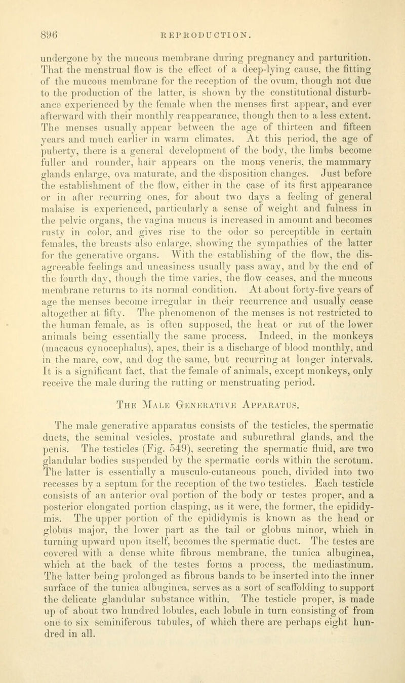 undergone by the mucous membrane during pregnancy and parturition. That the menstrual flow is the effect of a deep-lying cause, the fitting of the mucous membrane for the reception of the ovum, though not due to the production of the latter, is shown by the constitutional disturb- ance experienced by the female when the menses first appear, and ever afterward with their monthly reappearance, though then to a less extent. The menses usually appear between the age of thirteen and fifteen years and much earlier in warm climates. At this period, the age of puberty, there is a general development of the body, the limbs become fuller and rounder, hair appears on the mons veneris, the mammary glands enlarge, ova maturate, and the disposition changes. Just before the establishment of the flow, either in the case of its first appearance or in after recurring ones, for about two days a feeling of general malaise is experienced, particularly a sense of weight and fulness in the pelvic organs, the vagina mucus is increased in amount and becomes rusty in color, and gives rise to the odor so perceptible in certain females, the breasts also enlarge, showing the sympathies of the latter for the generative organs. With the establishing of the flow, the dis- agreeable feelings and uneasiness usually pass away, and by the end of the fourth day, though the time varies, the flow ceases, and the mucous membrane returns to its normal condition. At about forty-five years of age the menses become irregular in their recurrence and usually cease altogether at fifty. The phenomenon of the menses is not restricted to the human female, as is often supposed, the heat or rut of the lower animals being essentially the same process. Indeed, in the monkeys (macacus cynocephalus), apes, their is a discharge of blood monthly, and in the mare, cow, and dog the same, but recurring at longer intervals. It is a significant fact, that the female of animals, except monkeys, only receive the male during the rutting or menstruating period. The Male Generative Apparatus. The male generative apparatus consists of the testicles, the spermatic ducts, the seminal vesicles, prostate and suburethral glands, and the penis. The testicles (Fig. 549), secreting the spermatic fluid, are two glandular bodies suspended by the spermatic cords within the scrotum. The latter is essentially a musculocutaneous pouch, divided into two recesses by a septum for the reception of the two testicles. Each testicle consists of an anterior oval portion of the body or testes proper, and a posterior elongated portion clasping, as it were, the former, the epididy- mis. The upper portion of the epididymis is known as the head or globus major, the lower part as the tail or globus minor, which in turning upward upon itself, becomes the spermatic duct. The testes are covered with a dense white fibrous membrane, the tunica albuginea, which at the back of the testes forms a process, the mediastinum. The latter being prolonged as fibrous bands to be inserted into the inner surface of the tunica albuginea, serves as a sort of scaffolding to support the delicate glandular substance within. The testicle proper, is made up of about two hundred lobules, each lobule in turn consisting of from one to six seminiferous tubules, of which there are perhaps eight hun- dred in all.