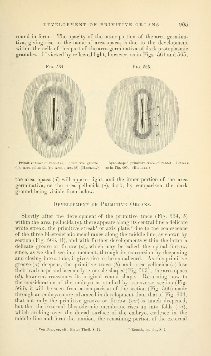 round in form. The opacity of the outer portion of the area germina- tiva, giving rise to the name of area opaca, is due to the development within the cells of this part of the area germinativa of dark protoplasmic granules. If viewed by reflected light, however, as in Figs. 564 and 565, Fig. 564. Fig. 565. Primitive trace ot rabbit (6). Primitive groove (a) Area pellucida (c). Area opaca (d). (II.t.ckf.l. t Lyre-shaped primitive trace of rabbit. Letters ,s in Fig. 605. (H.f.ckel.) the area opaca (d) will appear light, and the inner portion of the area germinativa, or the area pellucida (c), dark, by comparison the dark ground being visible from below. Development of Primitive Organs. Shortly after the development of the primitive trace (Fig. 564, b) within the area pellucida (c), there appears along its central line a delicate white streak, the primitive streak1 or axis plate,2 due to the coalescence of the three blastodermic membranes along the middle line, as shown by section (Fig. 568, B), and with further developments within the latter a delicate groove or furrow (a), which may be called the spinal furrow, since, as we shall see in a moment, through its conversion by deepening and closing into a tube, it gives rise to the spinal cord. As this primitive groove («) deepens, the primitive trace (b) and area pellucida (<?) lose their oval shape and become lyre-or sole-shaped (Fig. 565): the area opaca (d), however, reassumes its original round shape. Returning now to the consideration of the embryo as studied by transverse section (Fig. 563), it will be seen from a comparison of the section (Fig. 566) made through an embryo more advanced in development than that of Fig. 604, that not only the primitive groove or furrow (mr) is much deepened, but that the external blastodermic membrane rises up into folds (1'/), which arching over the dorsal surface of the embryo, coalesce in the middle line and form the amnion, the remaining portion of the external i Von Baer, op. cit., Erster Theil. S. 12. - Remak, op. cit.