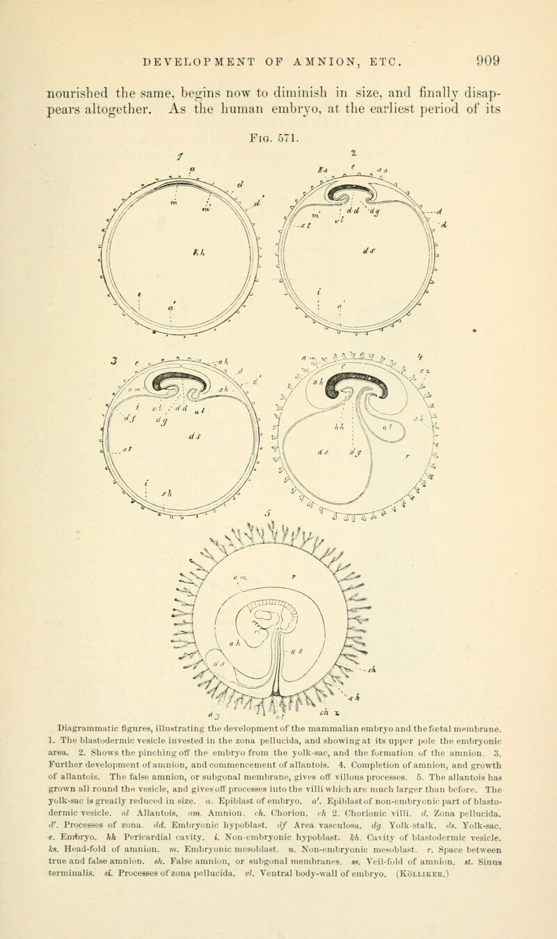 DEVELOPMENT OF AMNION, ETC nourished the same, begins now to diminish in size, and finally disap- pears altogether. As the human embryo, at the earliest period of its Fig. 571. Diagrammatic figures, illustrating the development of the mammalian embryo and thefoetal membrane. 1. The blastodermic vesicle invested in the zona pellucida, and showing at its upper pole the embryonic area. 2. Shows the pinching off the embryo from the yolk-sac, and the formation of the amnion. 3. Further development of amnion, and commencement of allantois. 4. Completion of amnion, and growth of allantois. The false amnion, or subgonal membrane, gives off villous processes. 5. The allantois has grown all round the vesicle, and gives off processes into the villi which are much larger than before. The yolk-sac is greatly reduced in size. a. Epiblast of embryo, a'. Epiblast of non-embryonic part of blasto- dermic vesicle. «/ Allantois, urn. Amnion, eh. Chorion, ch 2. Chorionic villi, rf. Zona pellucida. d'. Processes of zona. <ld. Embryonic hypoblast. df Area vasculosa. dg Yolk stalk, ds. Yolk-sac. e. Embryo, hh Pericardial cavity, i. Non-embryonic hypoblast, leh. Cavity of blastodermic vesicle. ks. Head-fold of amnion, m. Embryonic mesoblast. n. Non-embryonic mesoblast. r. Space between true and false amnion, sh. False amnion, or subgonal membranes, ss. Veil-fold of amnion, st. Sinus termiualis. si. Processes of zona pellucida. vl. Ventral body-wall of embryo. (KollikeiO