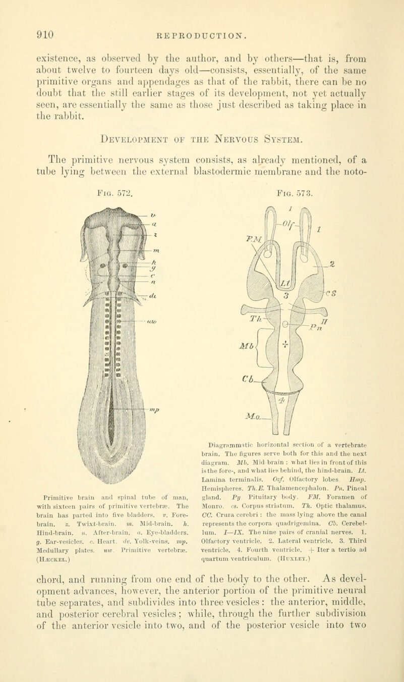 existence, as observed by the author, and by others—that is, from about twelve to fourteen days old—consists, essentially, of the same primitive organs and appendages as that of the rabbit, there can be no doubt that the still earlier stages of its development, not yet actually seen, are essentially the same as those just described as taking place in the rabbit. Development of the Nervous System, The primitive nervous system consists, as already mentioned, of a tube lying between the external blastodermic membrane and the noto- Fig. 572. Primitive brain and spinal tube of nmu, with sixteen pairs of primitive vertebrae. The brain has parted into five bladders, v. Fore- brain, z. Twixt-brain. to. Mid-brain. h. Hind-brain, n. After-brain, a. Eye-bladders. g. Ear-vesicles, c. Heart, dv. Yolk-veins, imp. Medullary plates, uw. Primitive vertebra. (Hjeckel.) Mb Diagrammatic horizontal section of a vertebrate brain. The figures serve both for this and the next diagram. Mb. Midbrain: what lies in front of this is the fore-, and what lies behind, the hind-brain. It. Lamina terminalis. Ozf. Olfactory lobes. Hmp. Hemispheres. TJi.E. Thalamencephalic Pn. Pineal gland. Pij Pituitary body. FM. Foramen of Monro, os. Corpus striatum. Tk. Optic thalamus. CO. Crura cerebri : the mass lying above the canal represents the corpora quadrigemina. CJ. Cerebel- lum. I—IX. The nine pairs of cranial nerves. 1. Olfactory ventricle. 2. Lateral ventricle. 3. Third ventricle. 4. Fourth ventricle. + Iter a tertio ad quartum ventriculum. (Huxley.) chord, and running from one end of the body to the other. As devel- opment advances, however, the anterior portion of the primitive neural tube separates, and subdivides into three vesicles : the anterior, middle, and posterior cerebral vesicles; while, through the further subdivision of the anterior vesicle into two, and of the posterior vesicle into two