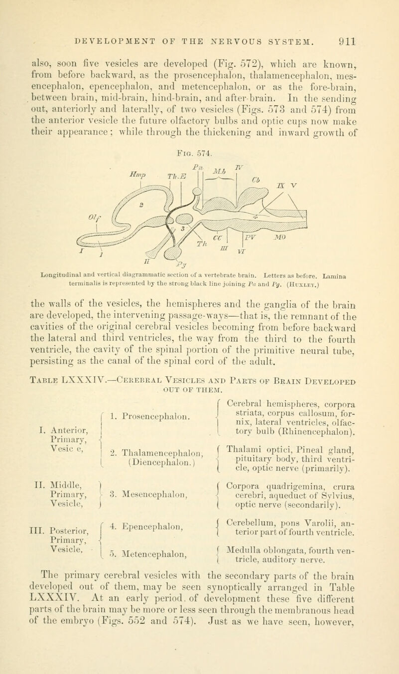 also, soon five vesicles are developed (Fig. 572), which are known, from before backward, as the prosencephalon, thalamencephalon, mes- encephalon, epencephalon, and metencephalon, or as the fore-brain, between brain, mid-brain, hind-brain, and after-brain. In the sending out, anteriorly and laterally, of two vesicles (Figs. 573 and 574) from the anterior vesicle the future olfactory bulbs and optic cups now make their appearance; while through the thickening and inward growth of Longitudinal anil vertical diagrammatic section of a vertebrate brain. Letters as before. Lamina leiminalis is represented by the strong black line joining Pa and Pg. (Huxlet.1 the walls of the vesicles, the hemispheres and the ganglia of the brain are developed, the intervening passage-ways—that is, the remnant of the cavities of the original cerebral vesicles becoming from before backward the lateral and third ventricles, the way from the third to the fourth ventricle, the cavity of the spinal portion of the primitive neural tube, persisting as the canal of the spinal cord of the adult. Table LXXXIV.—Cerebral Vesicles and Parts of Brain Developed OUT OF THEM. f Cerebral hemispheres, corpora J striata, corpus callosum, for- I nix, lateral ventricles, olfac- tory bulb (Rhinencephalon). f Thalami optici, Pineal gland, pituitary body, third ventri- ( cle, optic nerve (primarily). ( Corpora quadrigemina, crura -j cerebri, aqueduct of Sylvius, ( optic nerve (secondarily). j Cerebellum, pons Varolii, an- { terior part of fourth ventricle. Medulla oblongata, fourth ven- tricle, auditory nerve. I. Anterior, Primary, Vesic e, 1. Prosencephalon. Thalamencephalon, (Diencephalon.) II. Middle, | Primary, ■>. Mesencephalon, Vesicle, i III. Posterior, { 4 Epencephalon, Primary, -j I •). Metencephalon, The primary cerebral vesicles with the secondary parts of the brain developed out of them, may be seen synoptically arranged in Table LXXXIV. At an early period, of development these five different parts of the brain may be more or less seen through the membranous head of the embryo (Figs. 552 and 574). Just as Ave have seen, however,