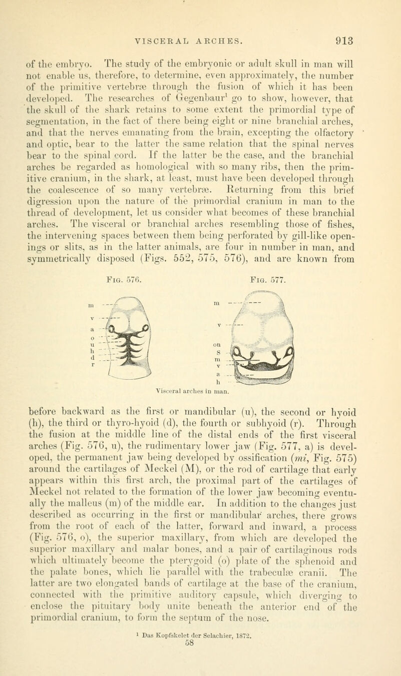 of the embryo. The study of the embryonic or adult skull in man will not enable us, therefore, to determine, even approximately, the number of the primitive vertebrae through the fusion of which it has been developed. The researches of Gegenbaur1 go to show, however, that the skull of the shark retains to some extent the primordial type of segmentation, in the fact of there being eight or nine branchial arches, and that the nerves emanating from the brain, excepting the olfactory and optic, bear to the latter the same relation that the spinal nerves bear to the spinal cord. If the latter be the case, and the branchial arches be regarded as homological with so many ribs, then the prim- itive cranium, in the shark, at least, must have been developed through the coalescence of so many vertebras. Returning from this brief digression upon the nature of the primordial cranium in man to the thread of development, let us consider what becomes of these branchial arches. The visceral or branchial arches resembling those of fishes, the intervening spaces between them being perforated by gill-like open- ings or slits, as in the latter animals, are four in number in man, and symmetrically disposed (Figs. 552, 575, 576), and are known from Fig. 576. Fig. 577. h Visceral arches in man before backward as the first or mandibular (u), the second or hyoid (h), the third or thyro-hyoid (d), the fourth or subhyoid (r). Through the fusion at the middle line of the distal ends of the first visceral arches (Fig. 576, u), the rudimentary lower jaw (Fig. 577, a) is devel- oped, the permanent jaw being developed by ossification (mi, Fig. 575) around the cartilages of Meckel (M), or the rod of cartilage that early appears within this first arch, the proximal part of the cartilages of Meckel not related to the formation of the lower jaw becoming eventu- ally the malleus (m) of the middle ear. In addition to the changes just described as occurring in the first or mandibular arches, there grows from the root of each of the latter, forward and inward, a process (Fig. 576, o), the superior maxillary, from which are developed the superior maxillary and malar bones, and a pair of cartilaginous rods which ultimately become the pterygoid (o) plate of the sphenoid and the palate bones, which lie parallel with the trabecular cranii. The latter are two elongated bands of cartilage at the base of the cranium, connected with the primitive auditory capsule, which diverging to enclose the pituitary body unite beneath the anterior end of the primordial cranium, to form the septum of the nose. 1 Das Kopfskelet <ier Selachier, 1872. 58