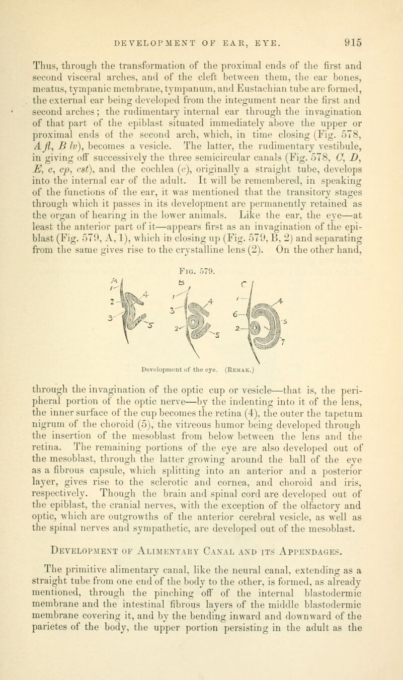 Thus, through the transformation of the proximal ends of the first and second visceral arches, and of the cleft between them, the ear bones, meatus, tympanic membrane, tympanum, and Eustachian tube are formed, the external ear being developed from the integument near the first and second arches ; the rudimentary internal ear through the invagination of that part of the epiblast situated immediately above the upper or proximal ends of the second arch, which, in time closing (Fig. 578, Afl, B h>), becomes a vesicle. The latter, the rudimentary vestibule, in giving off successively the three semicircular canals (Fig. 578, O, D, JE, c, cp, est), and the cochlea (c), originally a straight tube, develops into the internal ear of the adult. It will be remembered, in speaking of the functions of the ear, it was mentioned that the transitory stages through which it passes in its development are permanently retained as the organ of hearing in the lower animals. Like the ear, the eye—at least the anterior part of it—appears first as an invagination of the epi- blast (Fig. 579, A, 1), which in closing up (Fig. 579, B, 2) and separating from the same gives rise to the crystalline lens (2). On the other hand, Development of the eye. (Kemak through the invagination of the optic cup or vesicle—that is, the peri- pheral portion of the optic nerve—by the indenting into it of the lens, the inner surface of the cup becomes the retina (4), the outer the tapetum nigrum of the choroid (5), the vitreous humor being developed through the insertion of the mesoblast from below between the lens and the retina. The remaining portions of the eye are also developed out of the mesoblast, through the latter growing around the ball of the eye as a fibrous capsule, which splitting into an anterior and a posterior layer, gives rise to the sclerotic and cornea, and choroid and iris, respectively. Though the brain and spinal cord are developed out of the epiblast, the cranial nerves, with the exception of the olfactory and optic, which are outgrowths of the anterior cerebral vesicle, as well as the spinal nerves and sympathetic, are developed out of the mesoblast. Development of Alimentary Canal and its Appendages. The primitive alimentary canal, like the neural canal, extending as a straight tube from one end of the body to the other, is formed, as already mentioned, through the pinching oif of the internal blastodermic membrane and the intestinal fibrous layers of the middle blastodermic membrane covering it, and by the bending inward and downward of the parietes of the body, the upper portion persisting in the adult as the