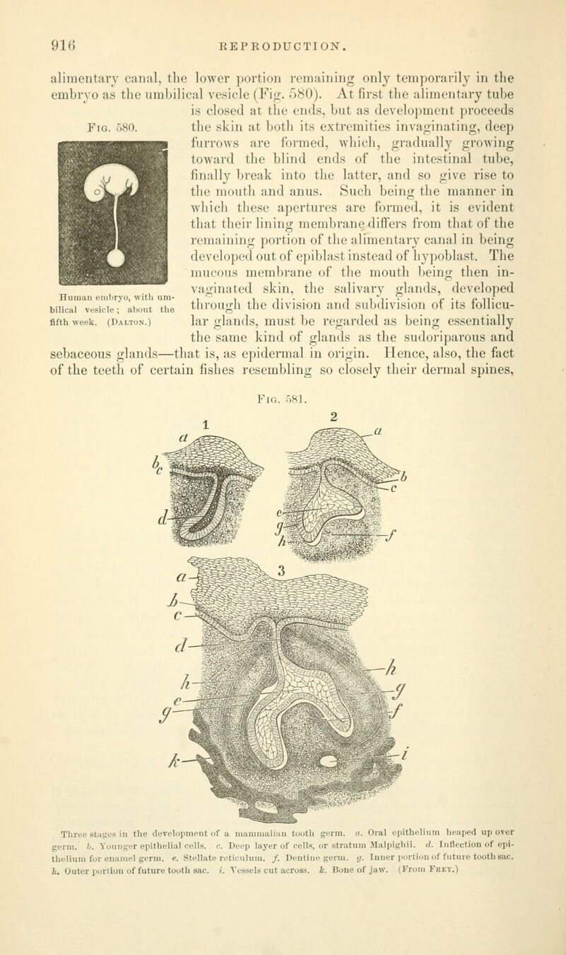 Fro. :.S0. alimentary canal, the lower portion remaining only temporarily in the embryo as the umbilical vesicle (Fig. 580). At first the alimentary tube is closed at the ends, but as development proceeds the skin at both its extremities invaginating, deep furrows are formed, which, gradually growing toward the blind ends of the intestinal tube, finally break into the latter, and so give rise to the mouth and anus. Such being the manner in which these apertures are formed, it is evident that their lining membrane differs from that of the remaining portion of the alimentary canal in being developed out of epiblast instead of hypoblast. The mucous membrane of the mouth being then in- vaginated skin, the salivary glands, developed through the division and subdivision of its follicu- lar glands, must be regarded as being essentially the same kind of glands as the sudoriparous and sebaceous glands—that is, as epidermal in origin. Hence, also, the fact of the teeth of certain fishes resembling so closely their dermal spines, Human embryo, with um- bilical vesicle; about the fifth week. (Dalton.) Fig. 581. d- Three stages iu the development of a mammalian tuoth germ. a. Oral epithelium heaped up over germ. b. Younger epithelial cells, c. Deep layer of cells, or stratum Malpighii. d. Inflection of epi- thelium for enamel germ, e. Stellate reticulum. /. Dentine germ. <j. Inner portion of future tooth sac. h. Outer portion of future tooth sac. i. Vessels cut across, h. Bone of jaw. (From Frey.)