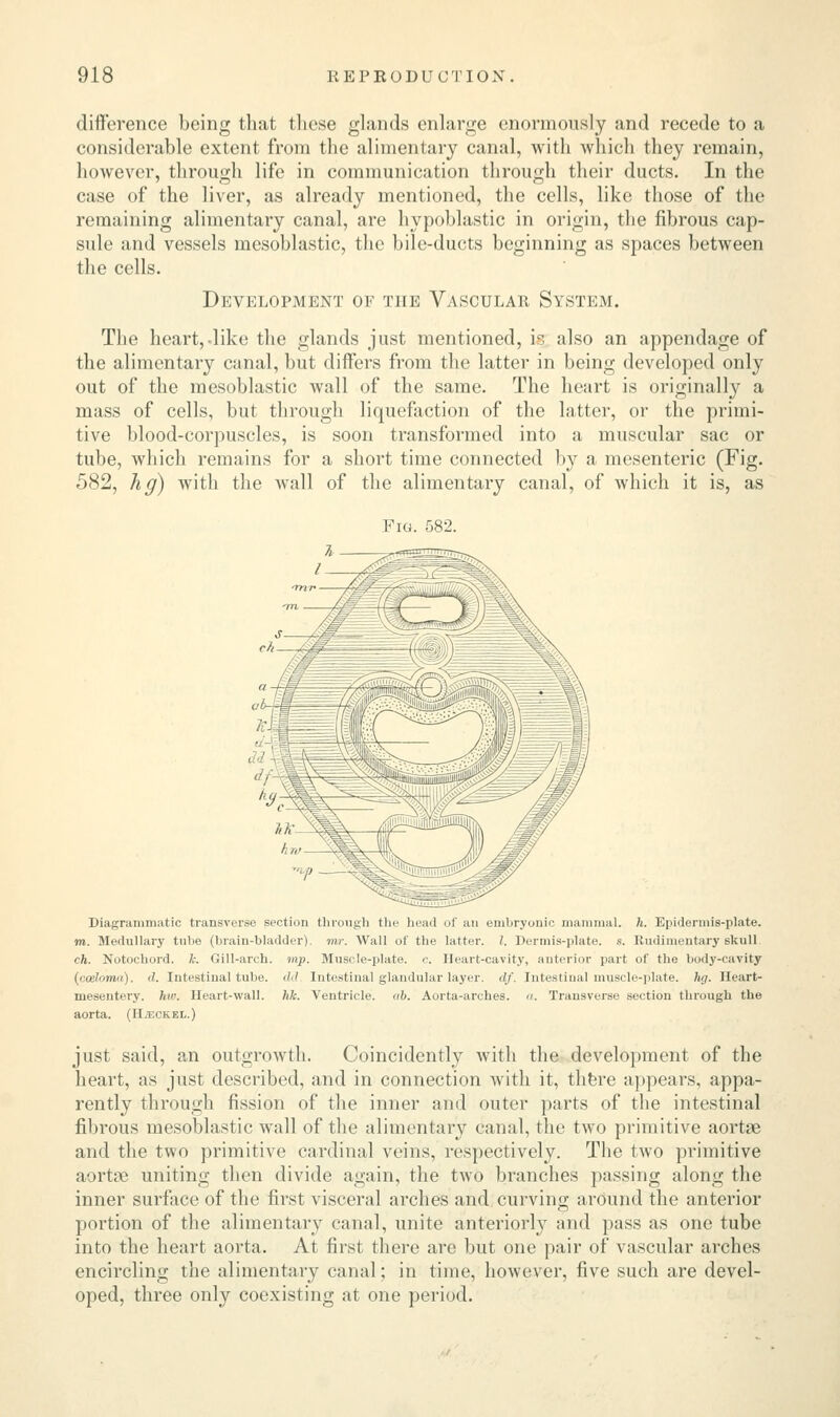 difference being that these glands enlarge enormously and recede to a considerable extent from the alimentary canal, with which they remain, however, through life in communication through their ducts. In the case of the liver, as already mentioned, the cells, like those of the remaining alimentary canal, are hypoblastic in origin, the fibrous cap- sule and vessels mesoblastic, the bile-ducts beginning as spaces between the cells. Development of the Vascular System. The heart, like the glands just mentioned, is also an appendage of the alimentary canal, but differs from the latter in being developed only out of the mesoblastic wall of the same. The heart is originally a mass of cells, but through liquefaction of the latter, or the primi- tive blood-corpuscles, is soon transformed into a muscular sac or tube, which remains for a short time connected by a mesenteric (Fig. 582, Tig) with the wall of the alimentary canal, of which it is, as Fig. 582. Diagrammatic transverse section through the head of an embryonic mammal, h. Epidermis-plate. to. Medullary tui>e (brain-bladder) mr. Wall of the latter. 1. Dermis-plate. s. Rudimentary skull ch. Notochord. k. Gill-arch. mp. Muscle-plate, c. Heart-cavity, anterior part of the body-cavity (ccelomii). d. Intestinal tube, dd Intestinal glandular layer, df. Intestinal muscle-plate. hy. Heart- mesentery, hw. Heart-wall. hlc. Ventricle, ub. Aorta-arches. «. Transverse section through the aorta. (HiECKEL.) just said, an outgrowth. Coincidently with the development of the heart, as just described, and in connection with it, there appears, appa- rently through fission of the inner and outer parts of the intestinal fibrous mesoblastic wall of the alimentary canal, the two primitive aortee and the two primitive cardinal veins, respectively. The two primitive aortee uniting then divide again, the two branches passing along the inner surface of the first visceral arches and curving around the anterior portion of the alimentary canal, unite anteriorly and pass as one tube into the heart aorta. At first there are but one pair of vascular arches encircling the alimentary canal; in time, however, five such are devel- oped, three only coexisting at one period.