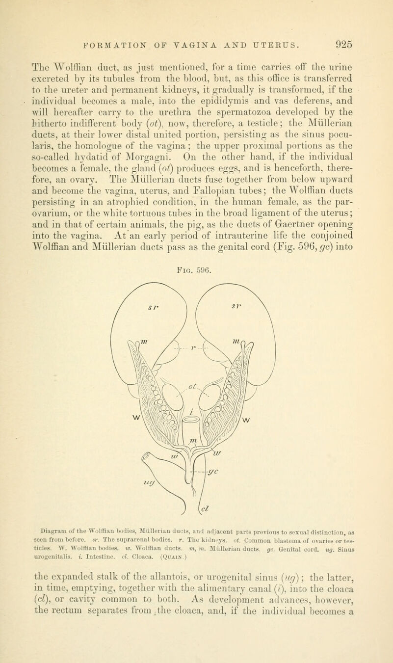 The Wolffian duct, as just mentioned, for a time carries off the urine excreted by its tubules from the blood, but, as this office is transferred to the ureter and permanent kidneys, it gradually is transformed, if the individual becomes a male, into the epididymis and vas deferens, and will hereafter carry to the urethra the spermatozoa developed by the hitherto indifferent body (ot), now, therefore, a testicle; the Miillerian ducts, at their lower distal united portion, persisting as the sinus pocu- laris, the homologue of the vagina; the upper proximal portions as the so-called hydatid of Morgagni. On the other hand, if the individual becomes a female, the gland (ot) produces eggs, and is henceforth, there- fore, an ovary. The Miillerian ducts fuse together from below upward and become the vagina, uterus, and Fallopian tubes; the Wolffian ducts persisting in an atrophied condition, in the human female, as the par- ovarium, or the white tortuous tubes in the broad ligament of the uterus; and in that of certain animals, the pig, as the ducts of Gaertner opening into the vagina. At an early period of intrauterine life the conjoined Wolffian and Miillerian ducts pass as the genital cord (Fig. 596, gc) into Fig. 596. Diagram of the Wolffian bodies, Miillerian ducts, and adjacent parts previous to sexual distinction, as seen from before, sr. The suprarenal bodies, r. The kidneys, ot. Common blastema of ovaries or tes- ticles. W. Wolffian bodies, w. Wolffian ducts, m, m. Miillerian ducts, gc. Genital cord. ug. Sinus urogenitalis. i. Intestine, cl. Cloaca. (Qi'ain i the expanded stalk of the allantoic, or urogenital sinus (ug); the latter, in time, emptying, together with the alimentary canal (/), into the cloaca (cl), or cavity common to both. As development advances, however, the rectum separates from the cloaca, and, if the individual becomes a